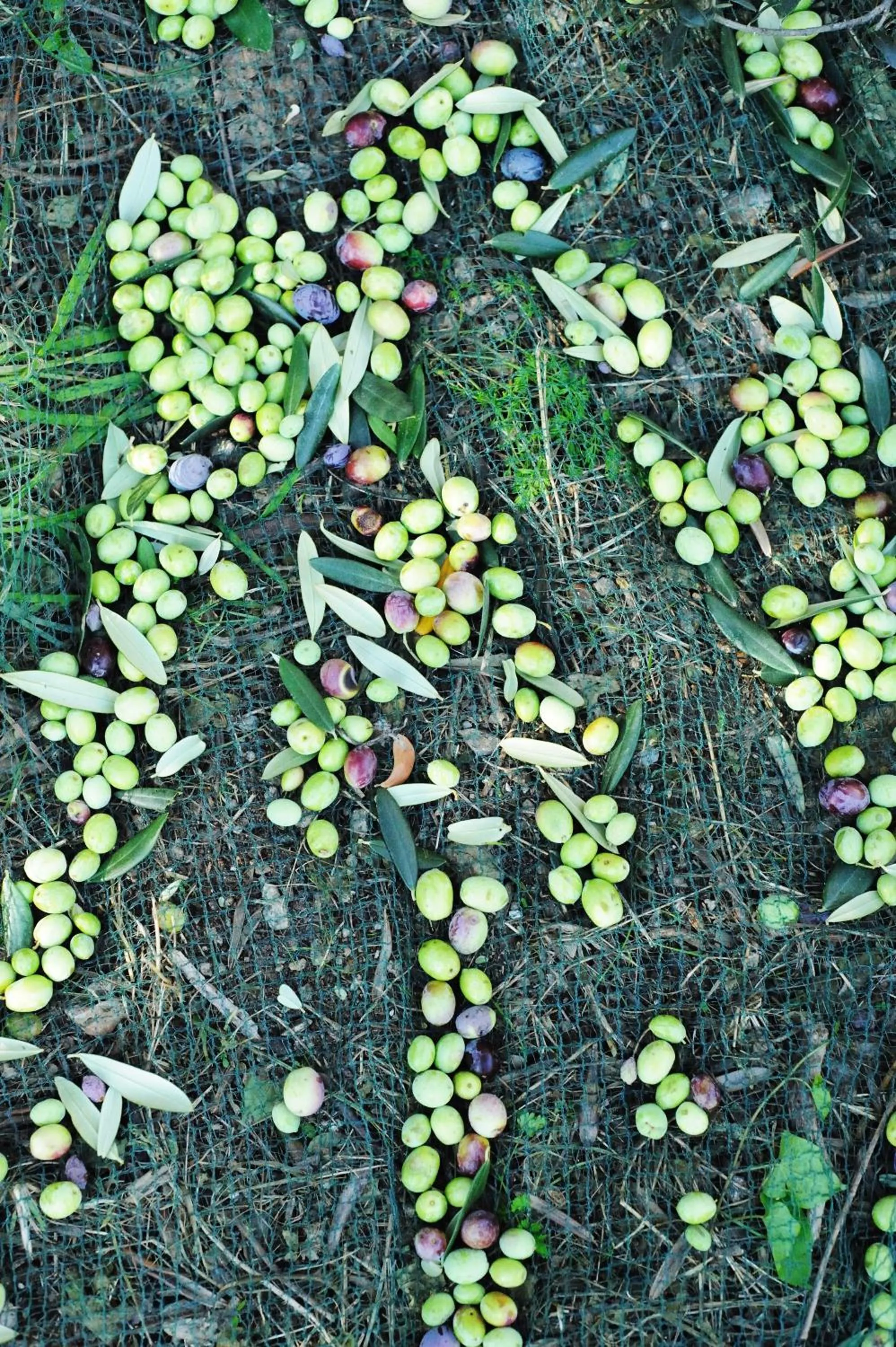 Garden in Villa Rina