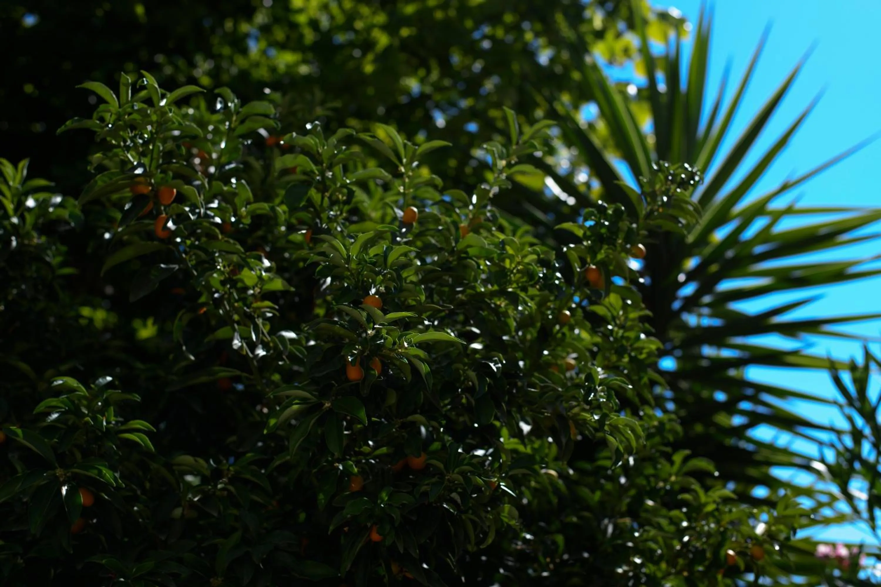 Garden in B&B La Fontanella