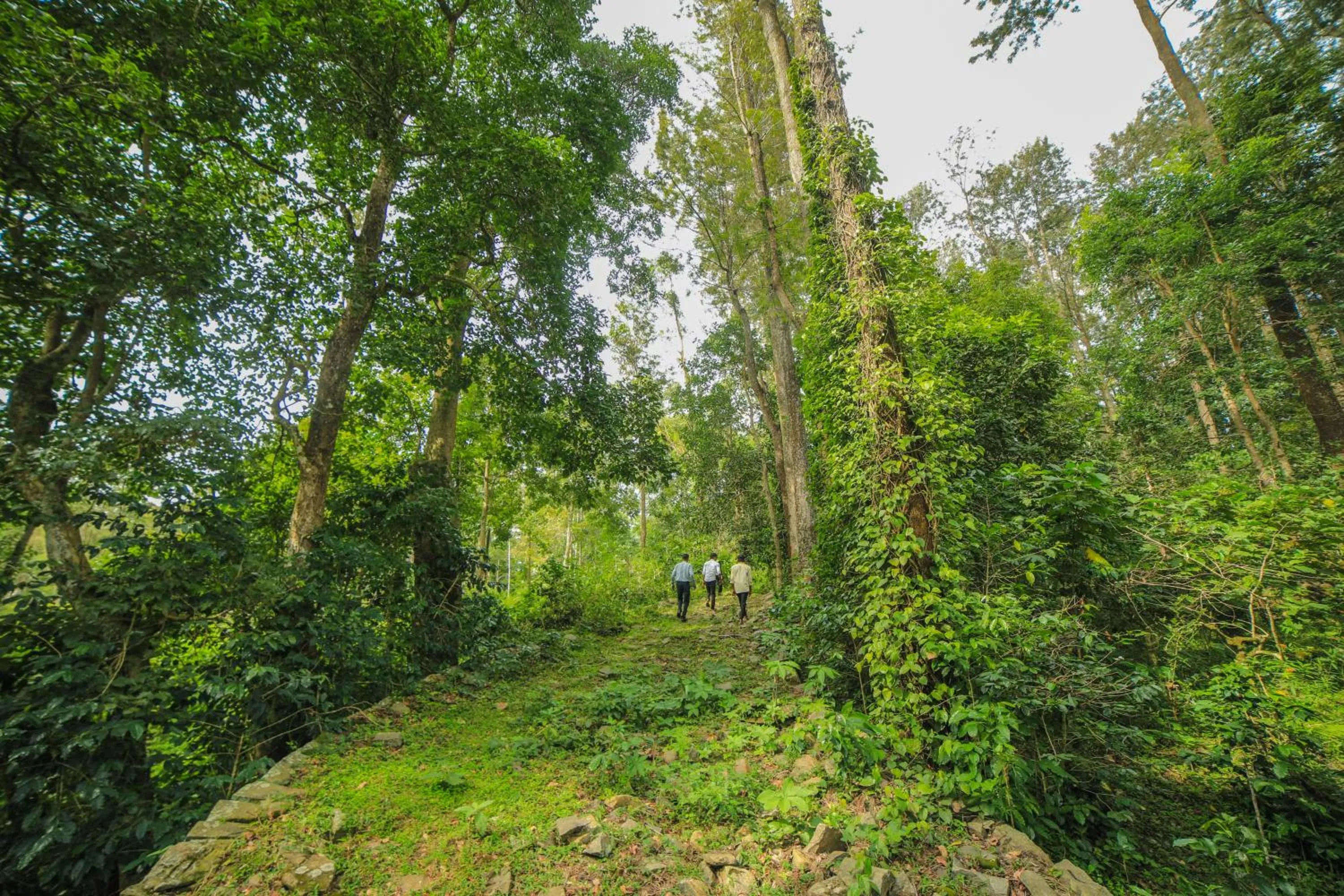 Natural landscape in WOW Bison Woods Organic Veg Resort - Yercaud