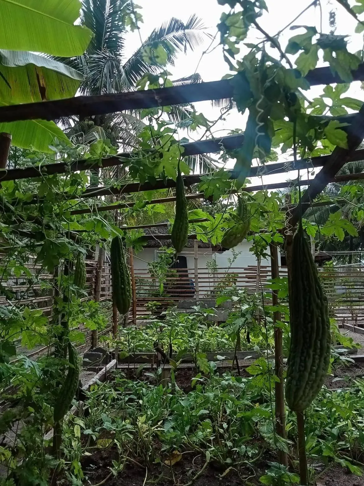 Garden in Skott's Comfy Lodge