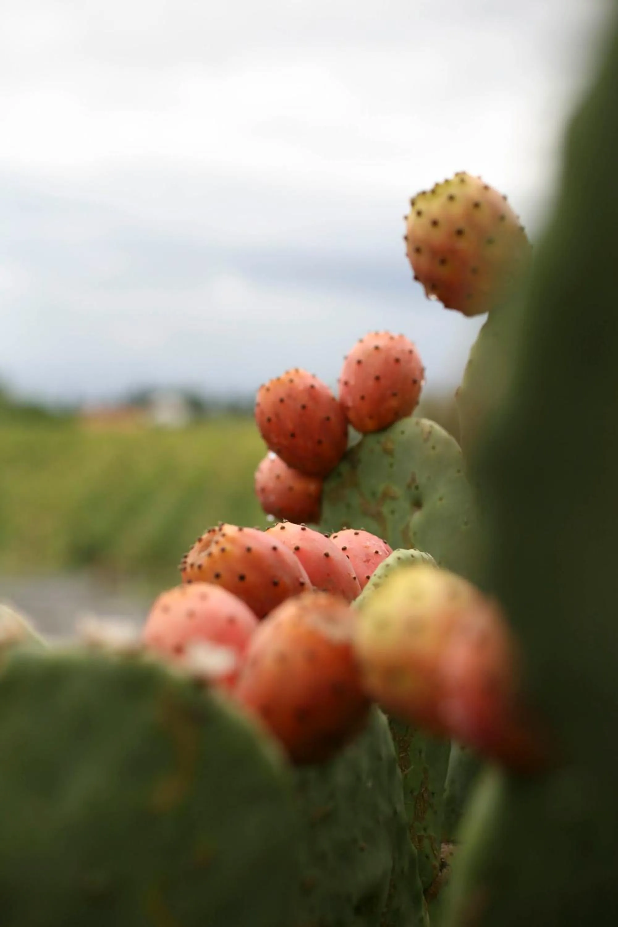 Decorative detail in Tenuta La Lupa