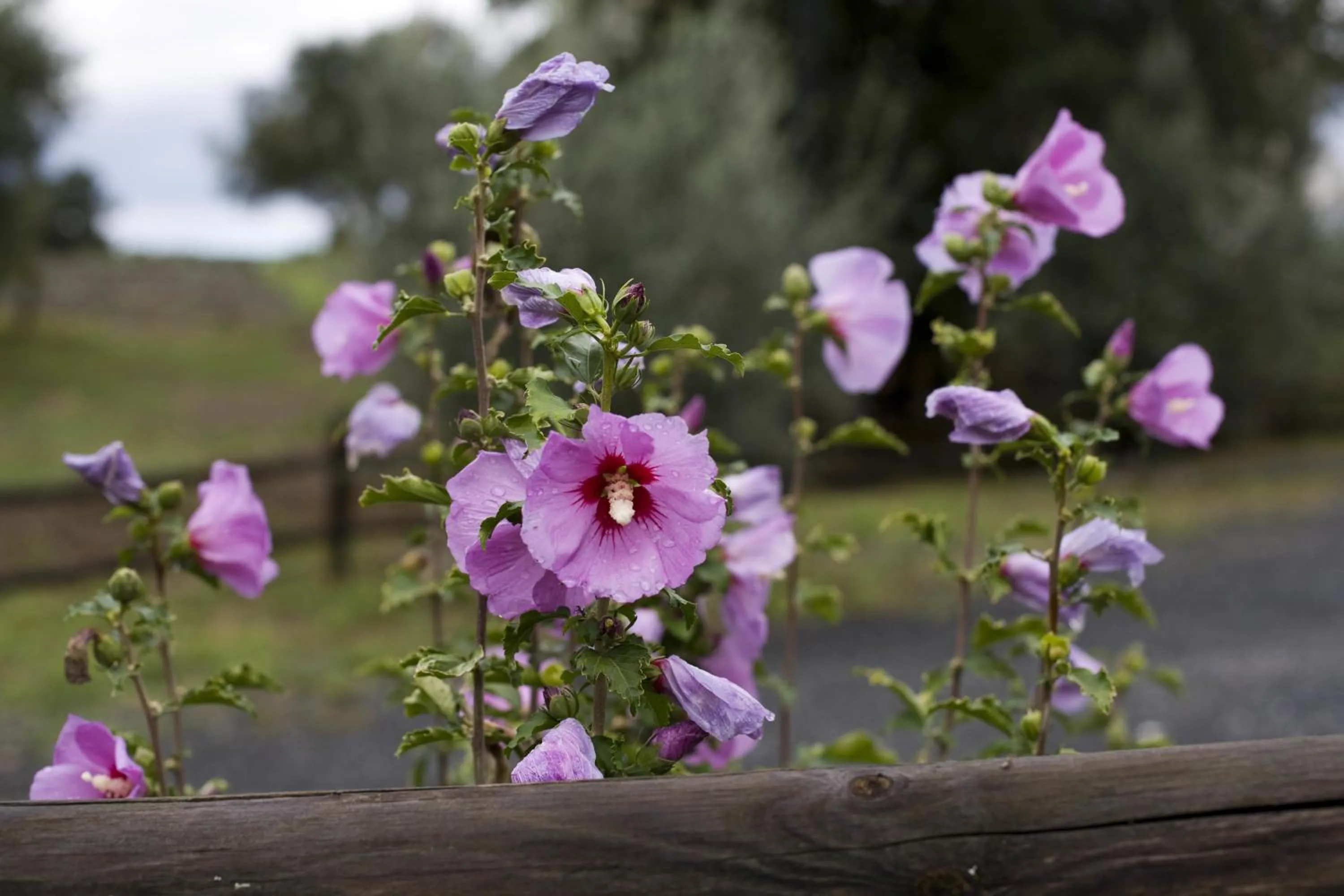 Garden in Tenuta La Lupa