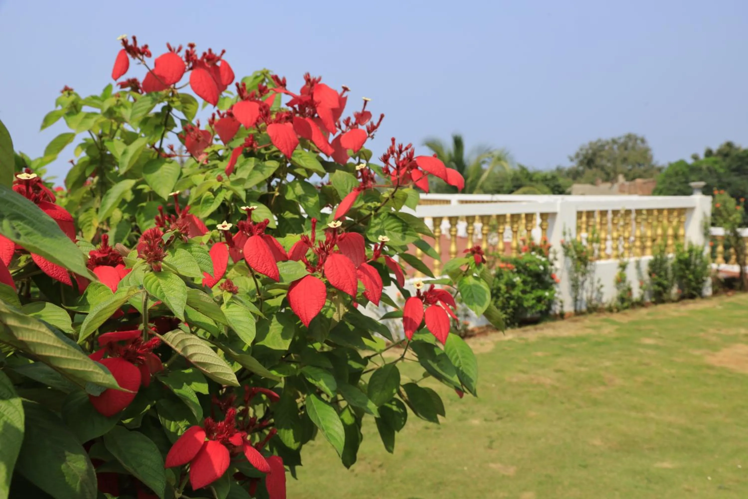 Garden in SPARV Aulakhs Resort