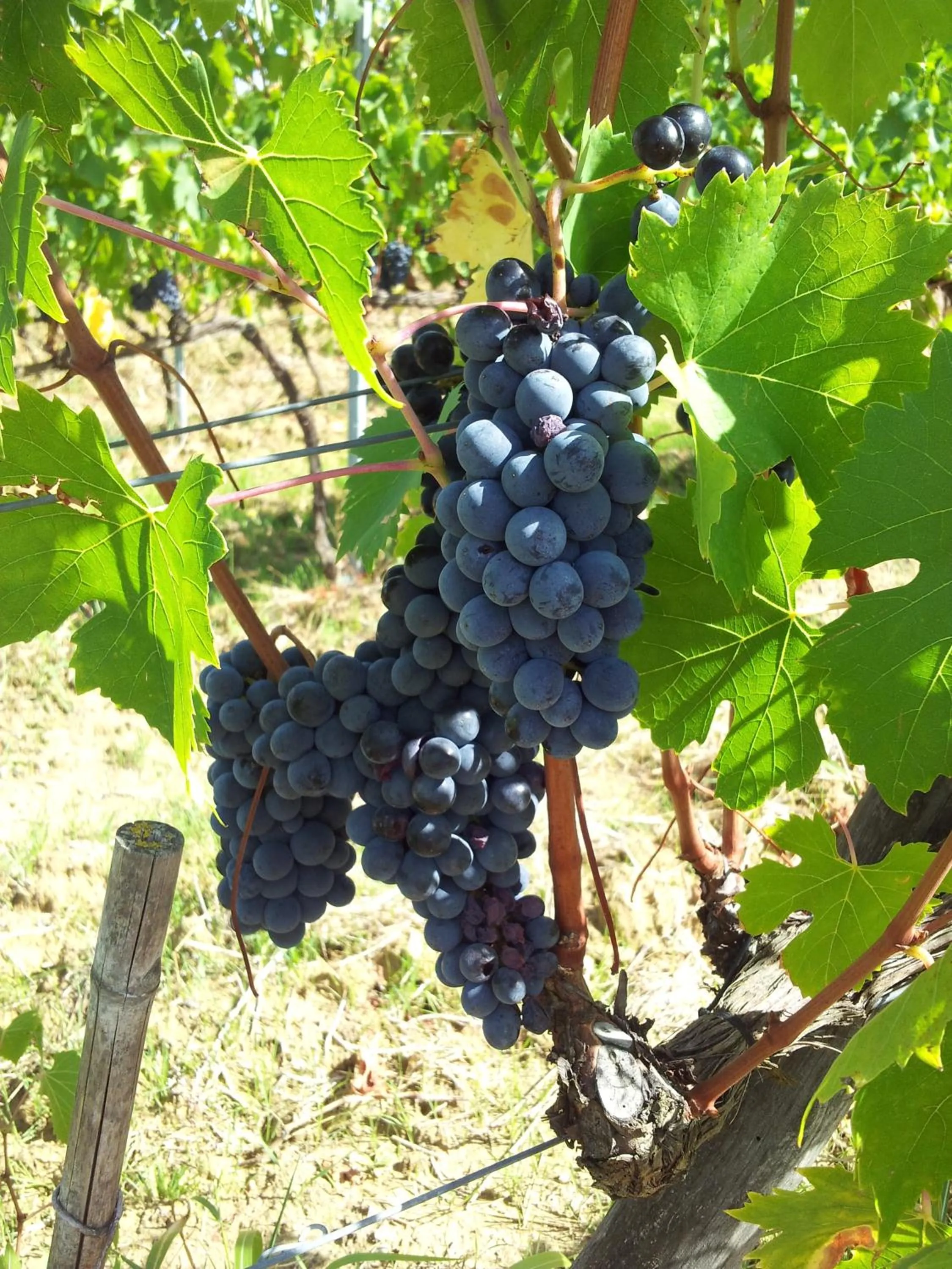Garden in Le Fonti A San Giorgio
