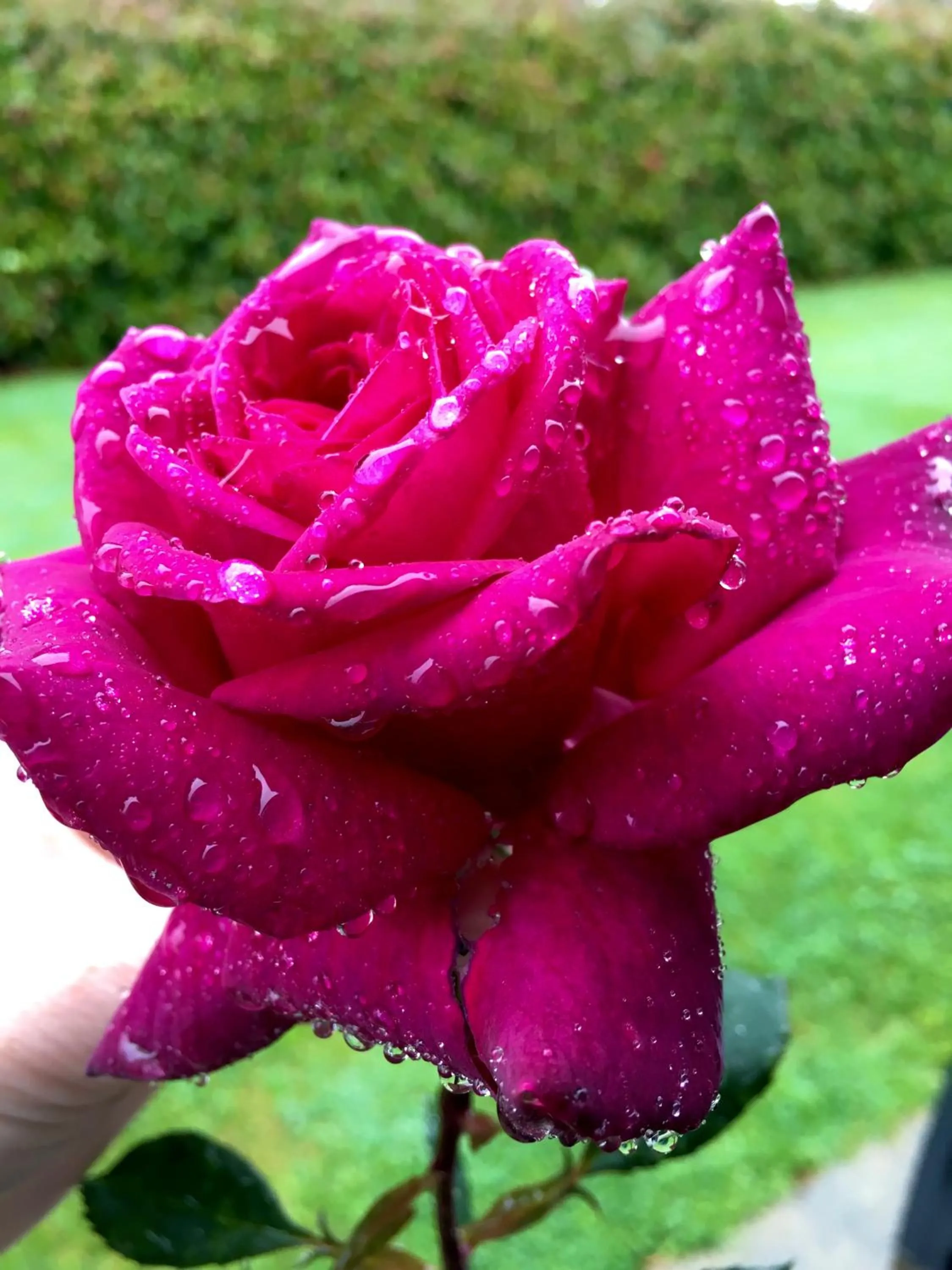 Garden in Hacienda Motor Lodge