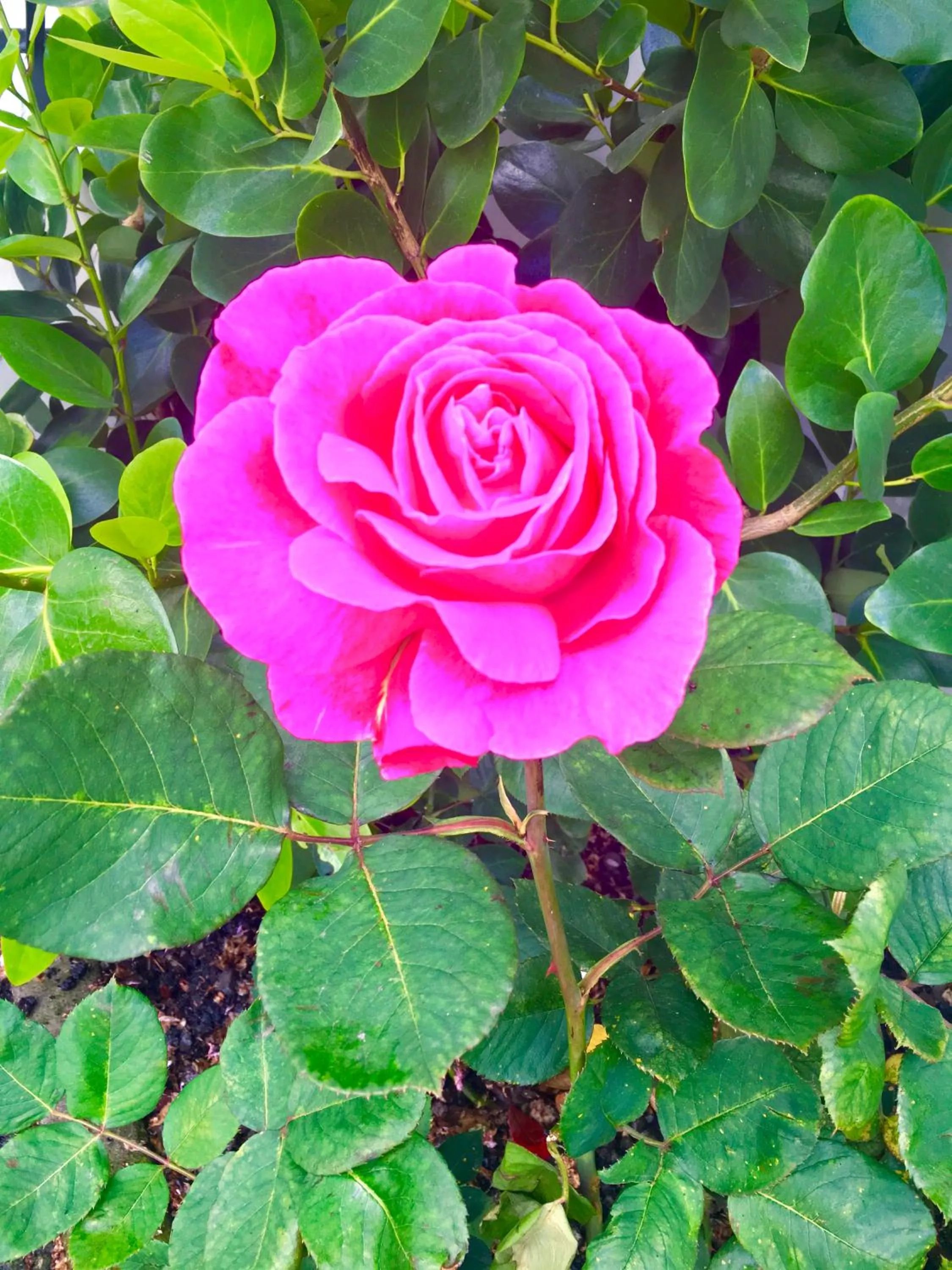 Garden in Hacienda Motor Lodge