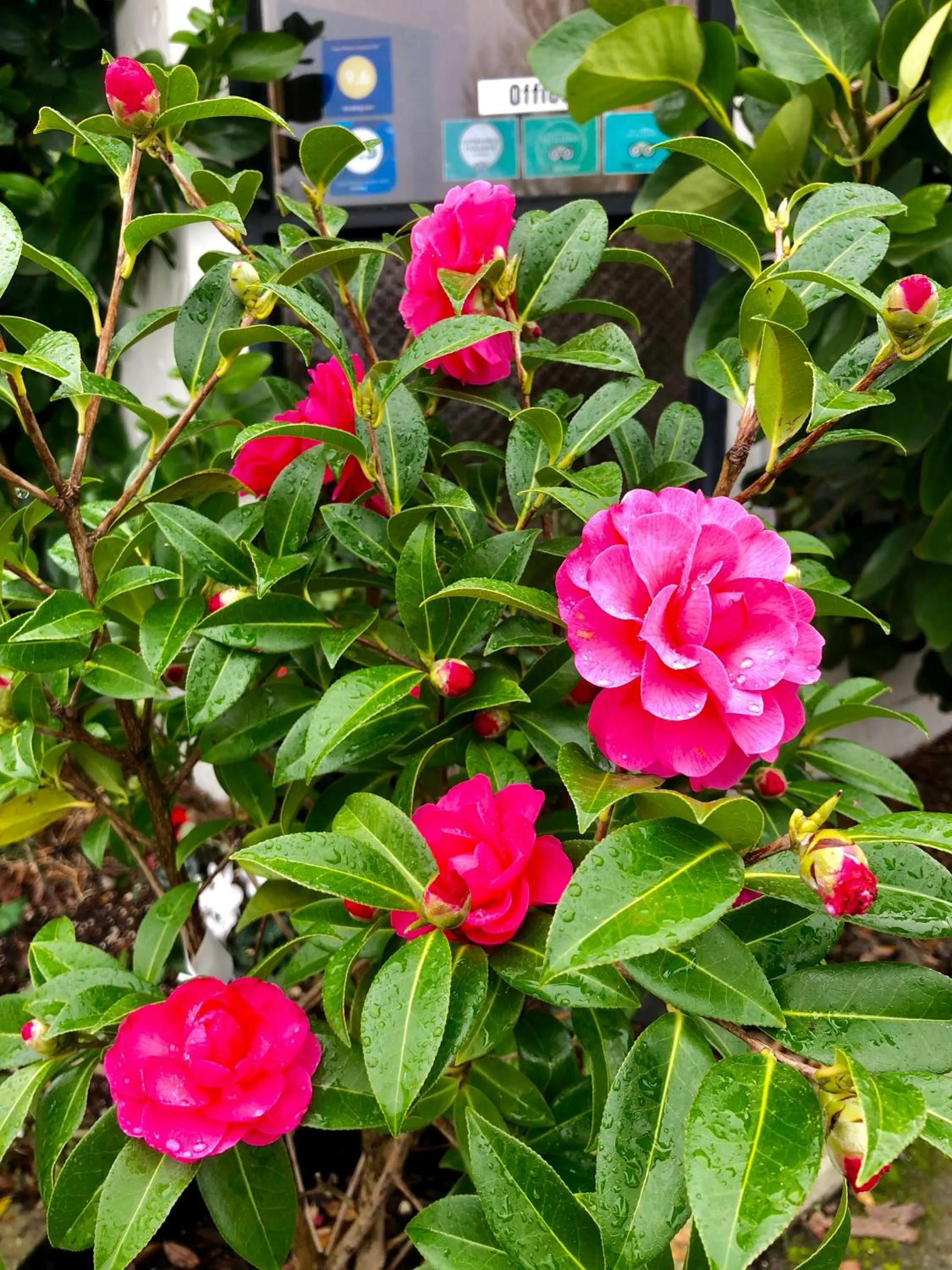 Garden in Hacienda Motor Lodge