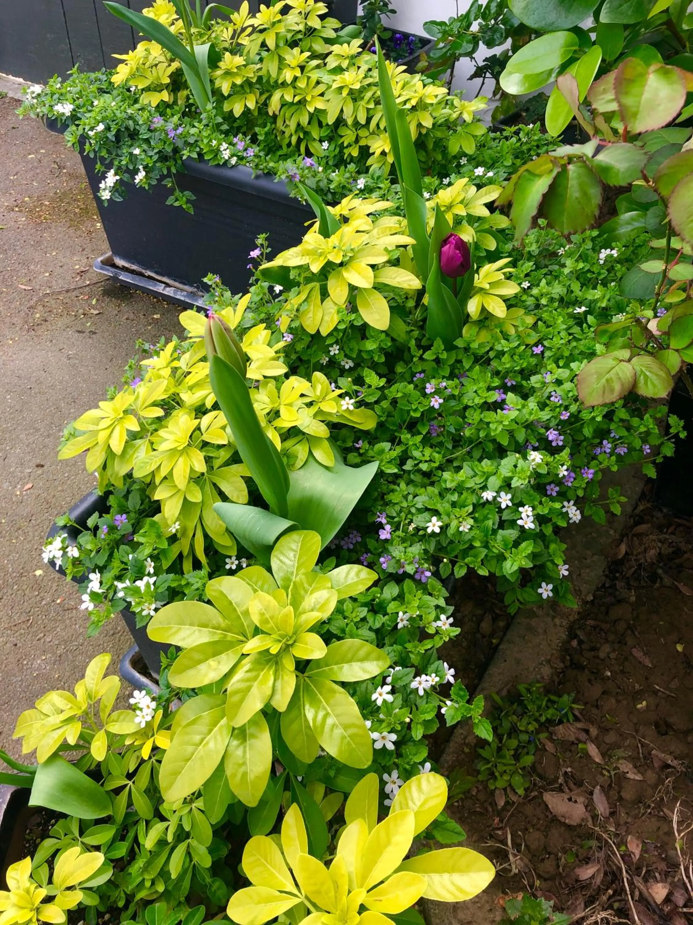 Garden in Hacienda Motor Lodge