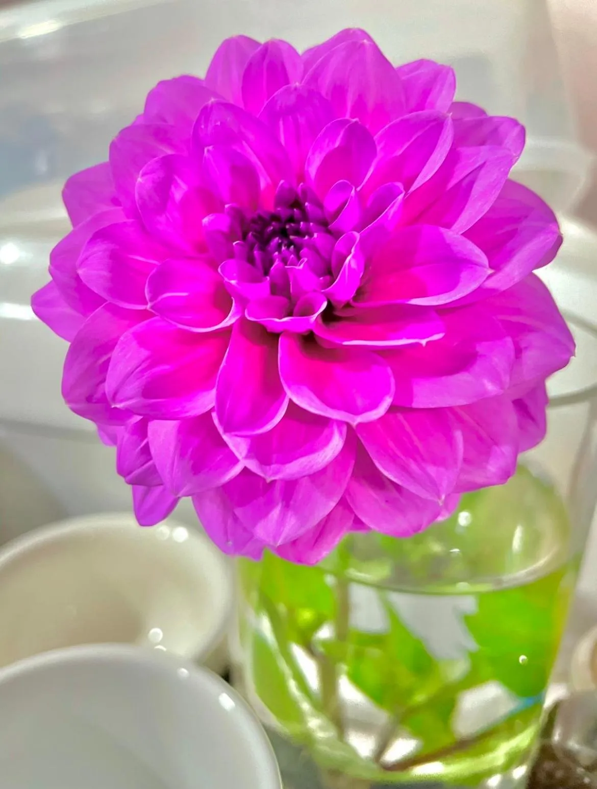 Garden in Hacienda Motor Lodge