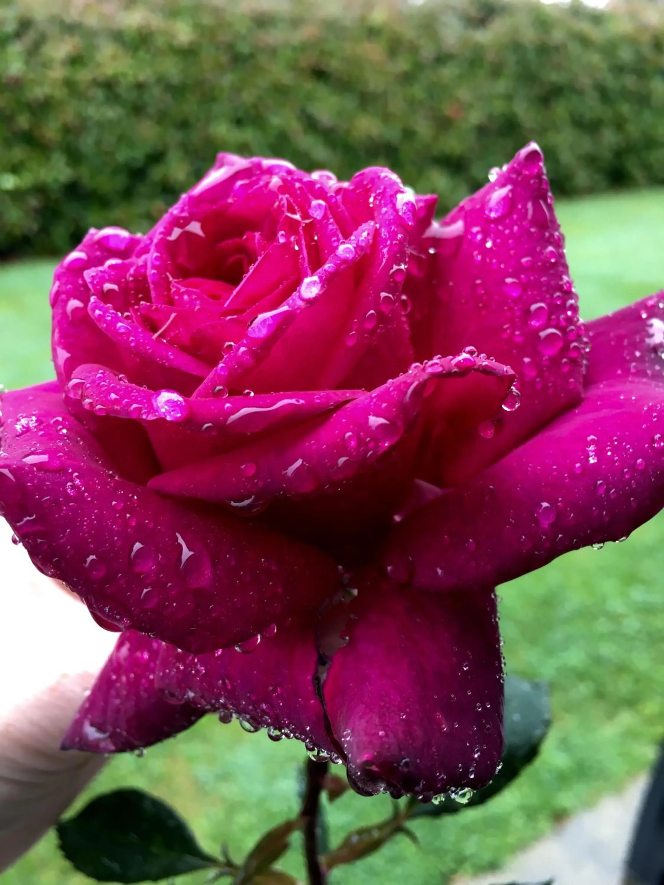 Garden in Hacienda Motor Lodge