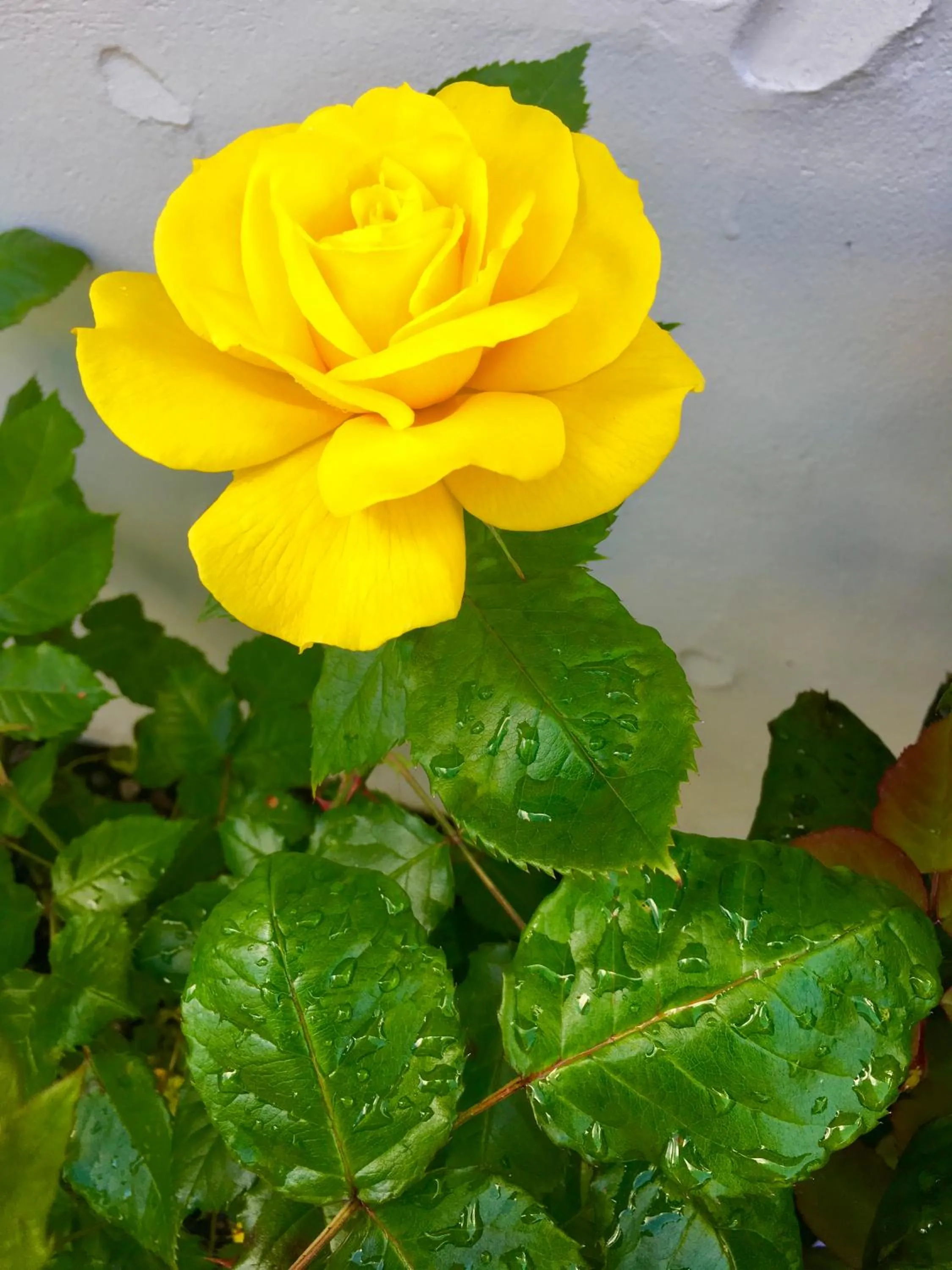 Garden in Hacienda Motor Lodge