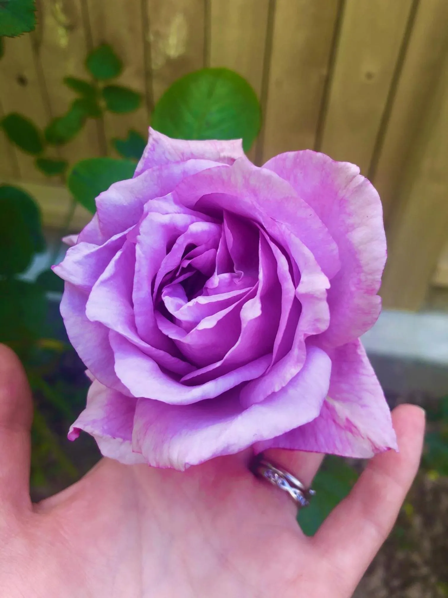 Garden in Hacienda Motor Lodge
