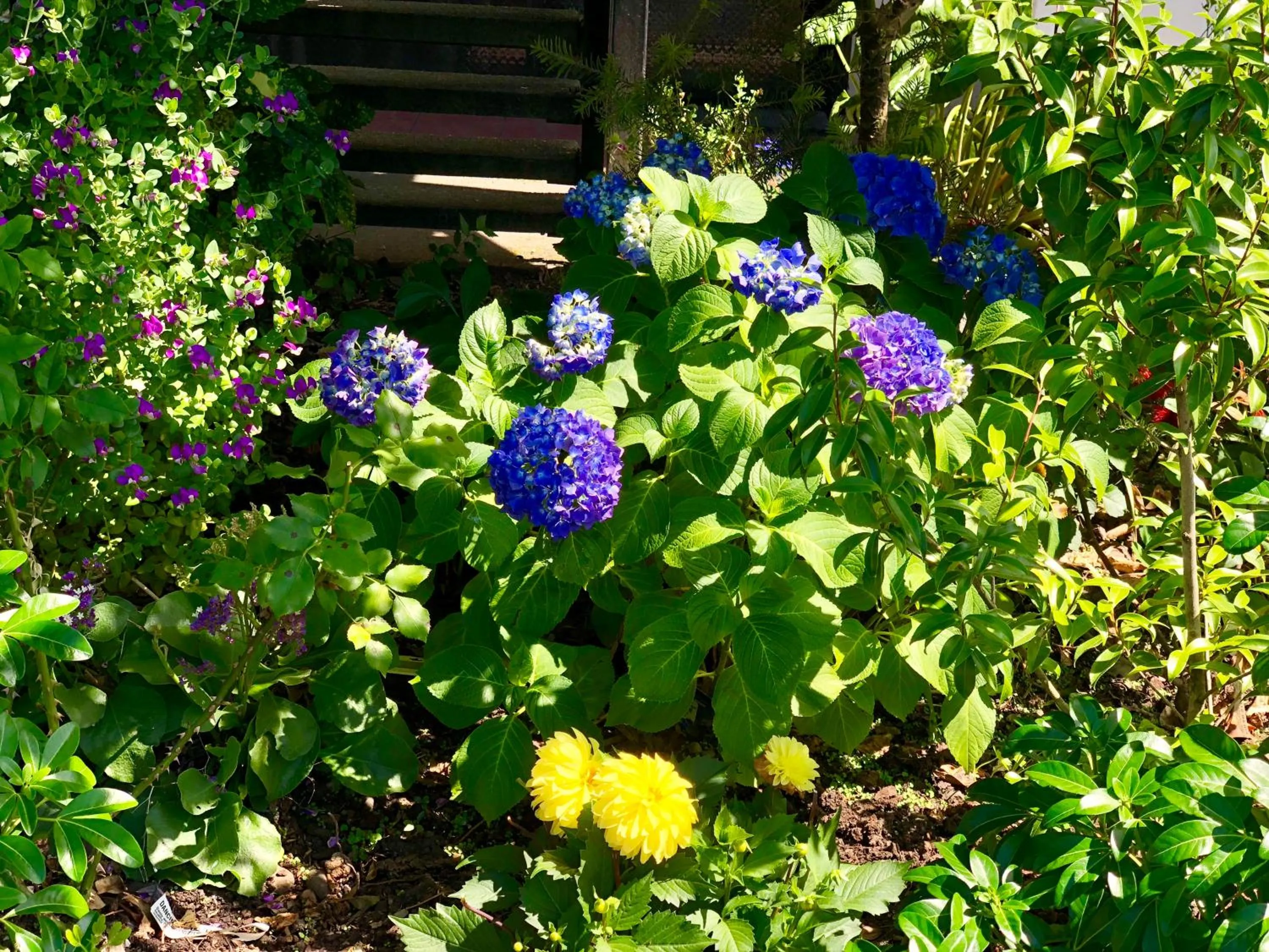Garden in Hacienda Motor Lodge