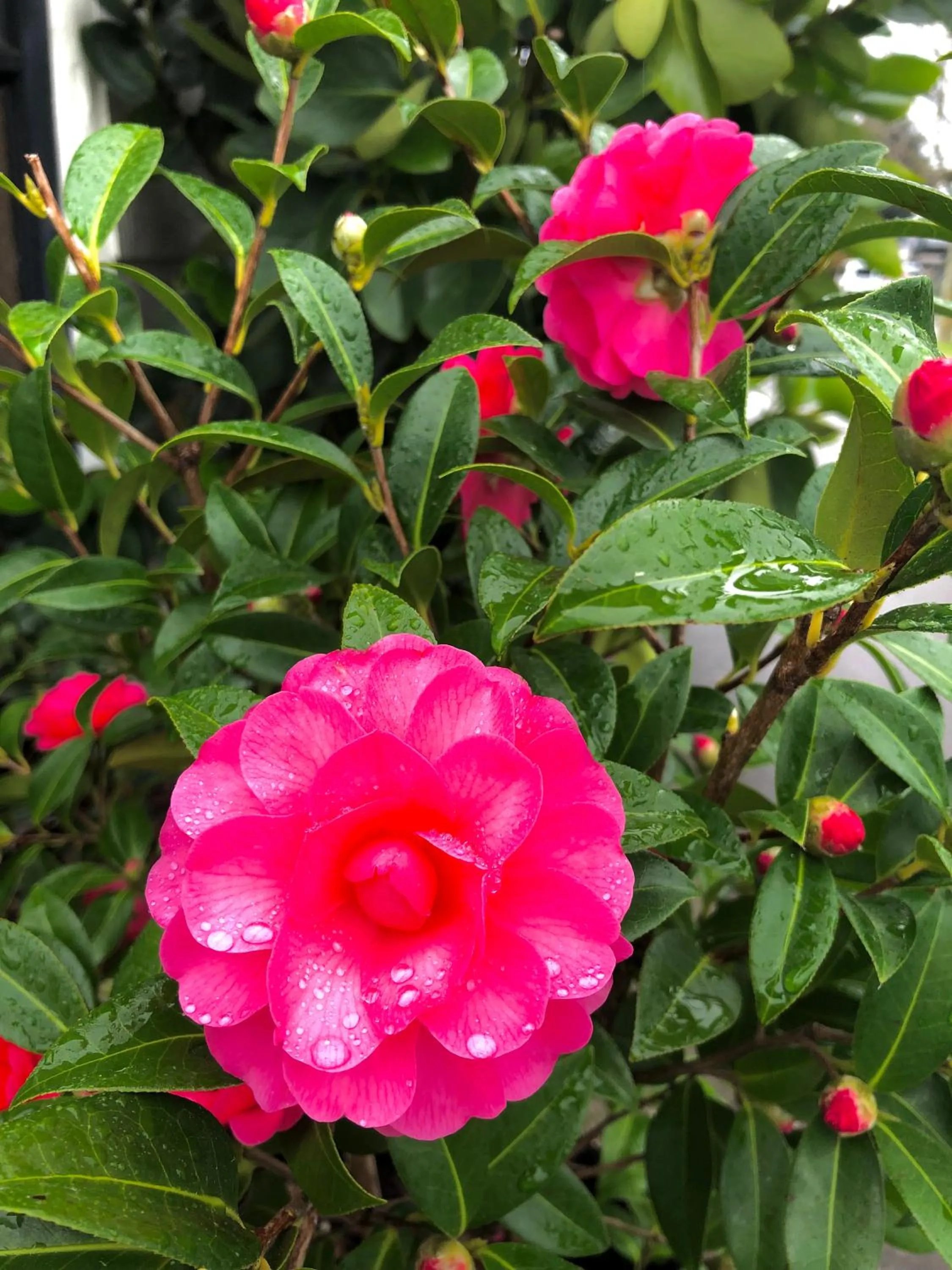 Garden in Hacienda Motor Lodge