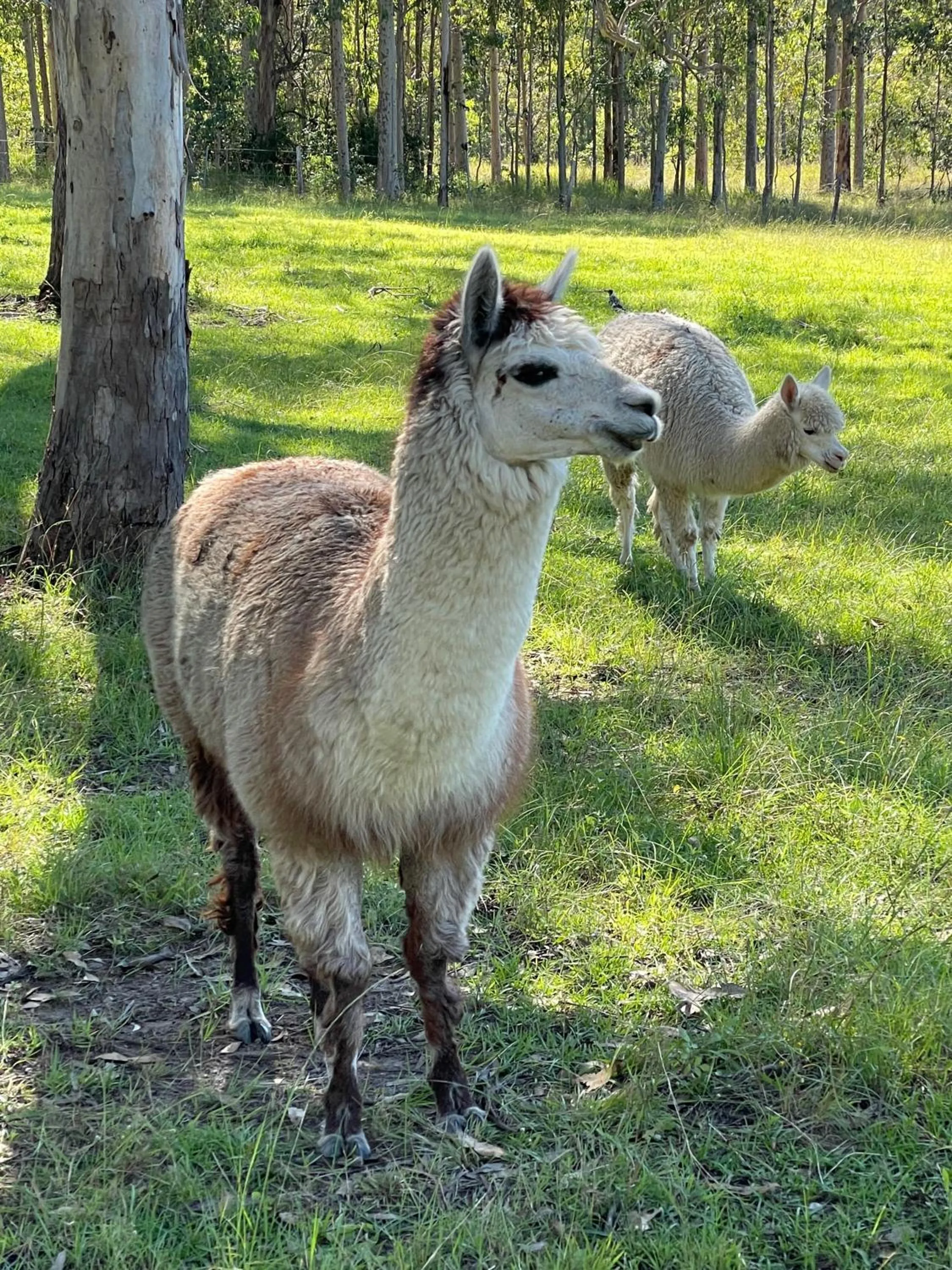 Animals in Belvoir B&B Cottages