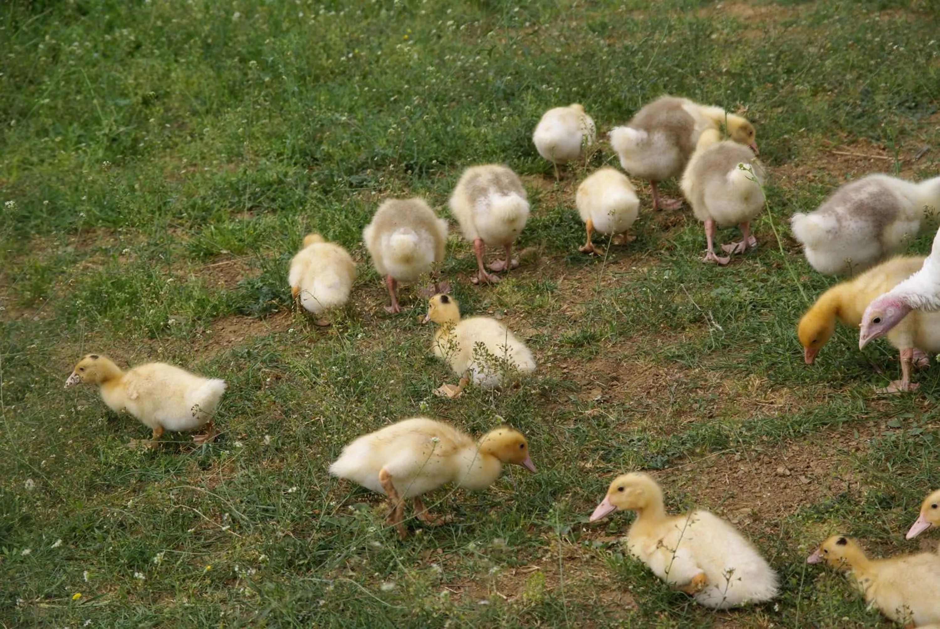 Pets in La Casa Di Campagna