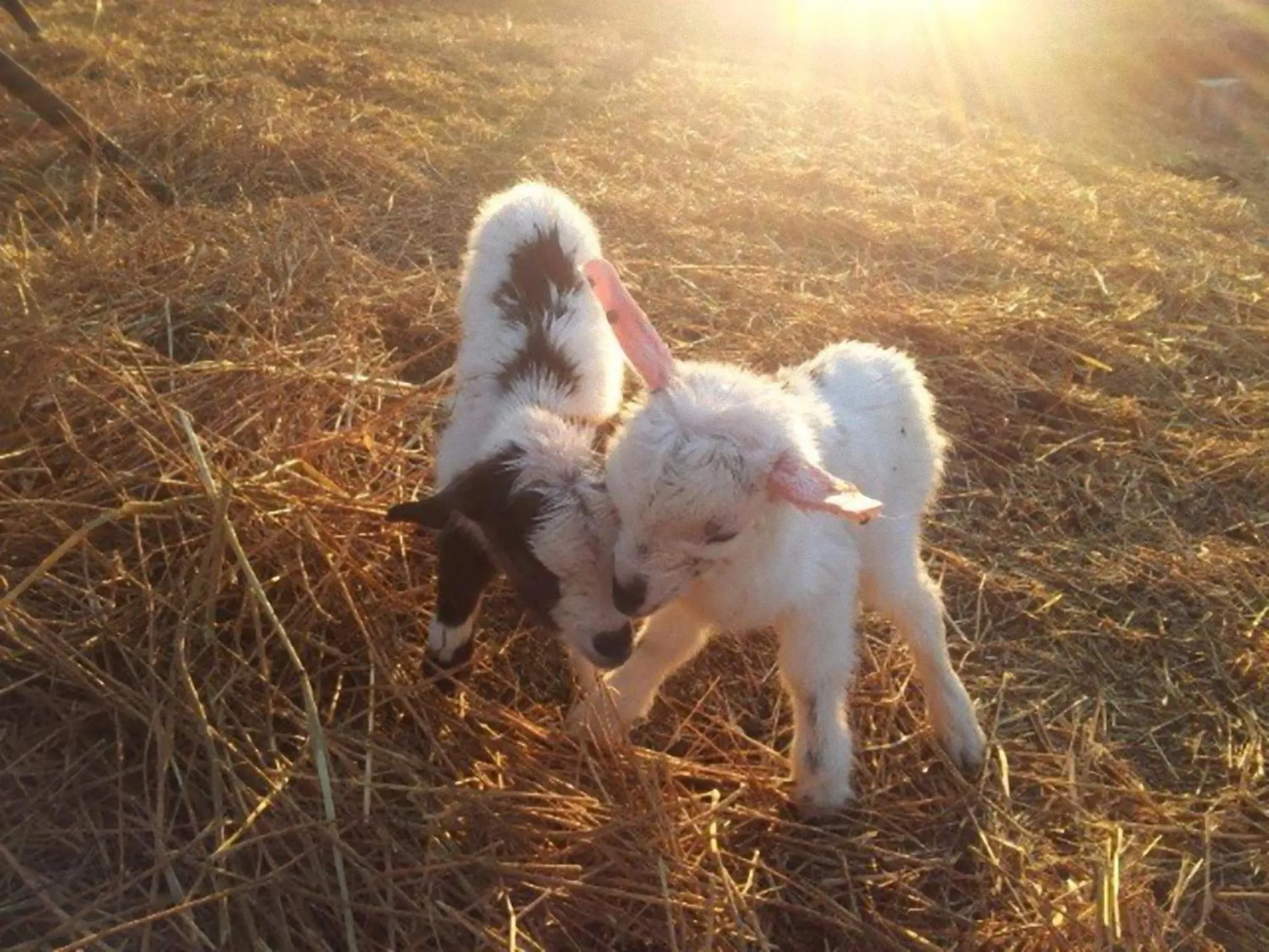 Pets in La Casa Di Campagna