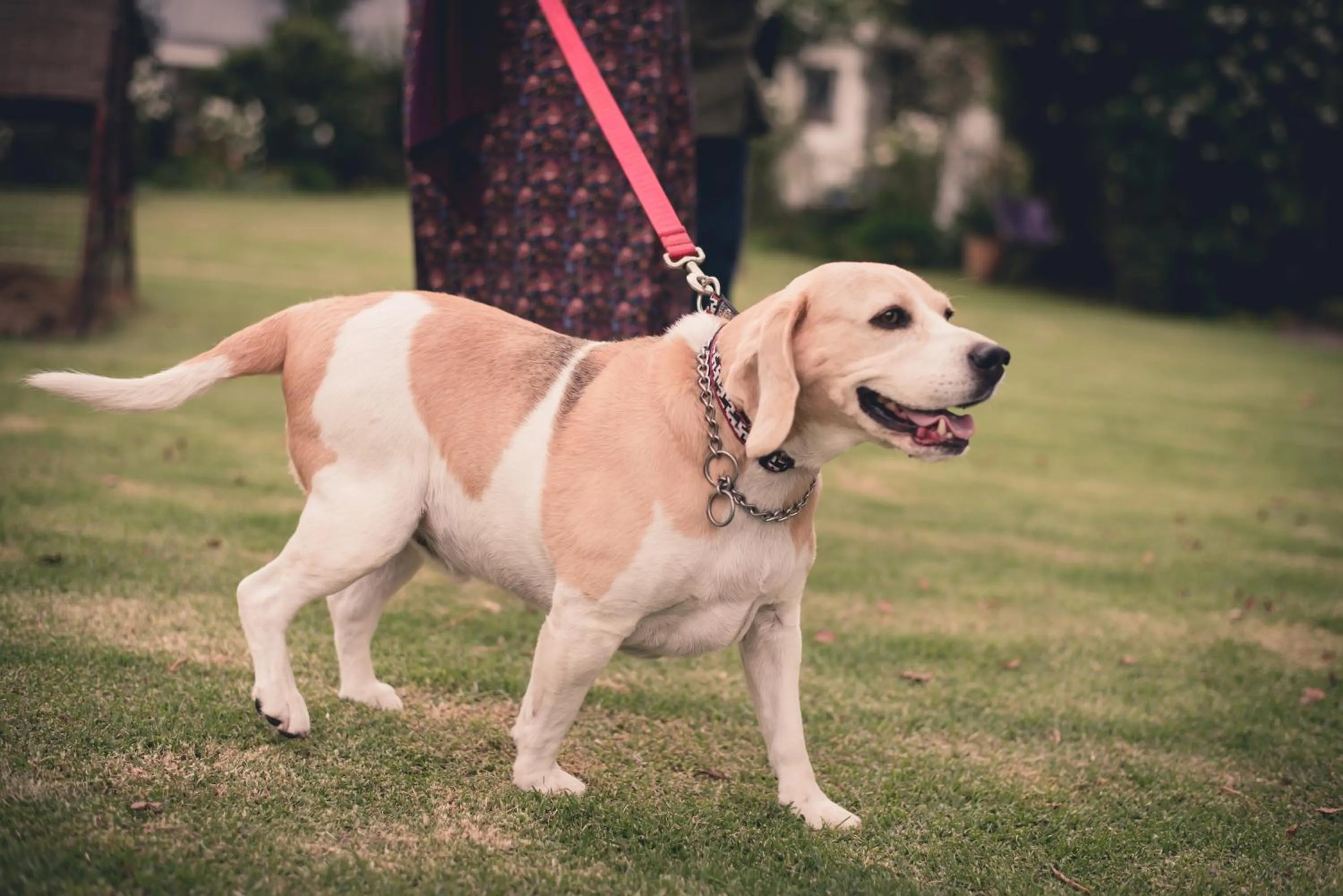 Pets in Green Lantern Inn
