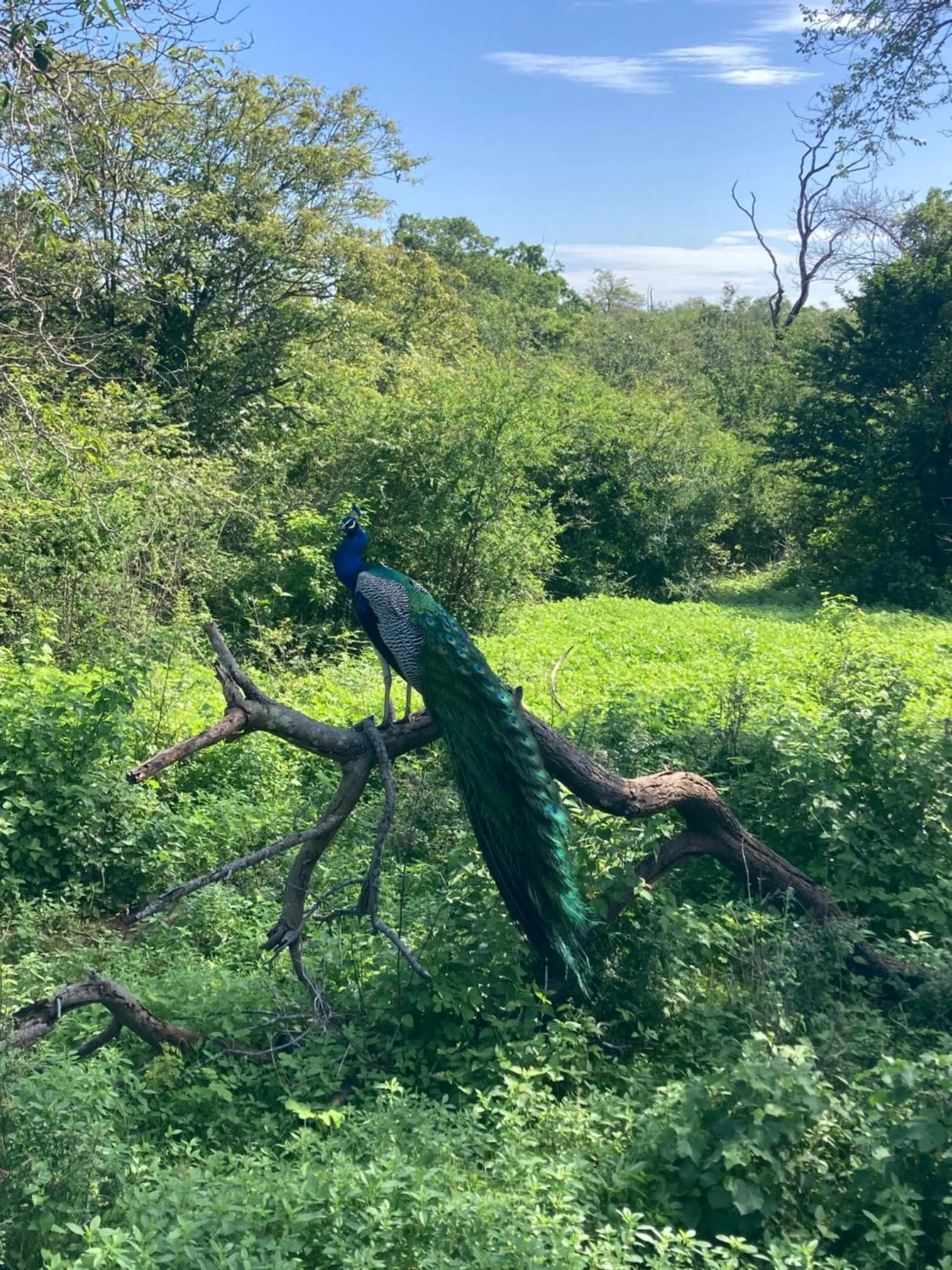 Natural landscape in Amba Kola Udawalawa