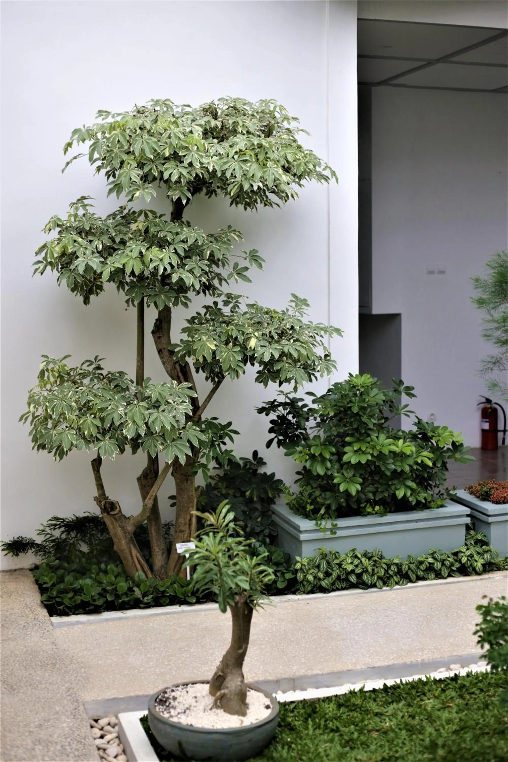 Garden in CERIA HOTEL at Alun Alun Yogyakarta