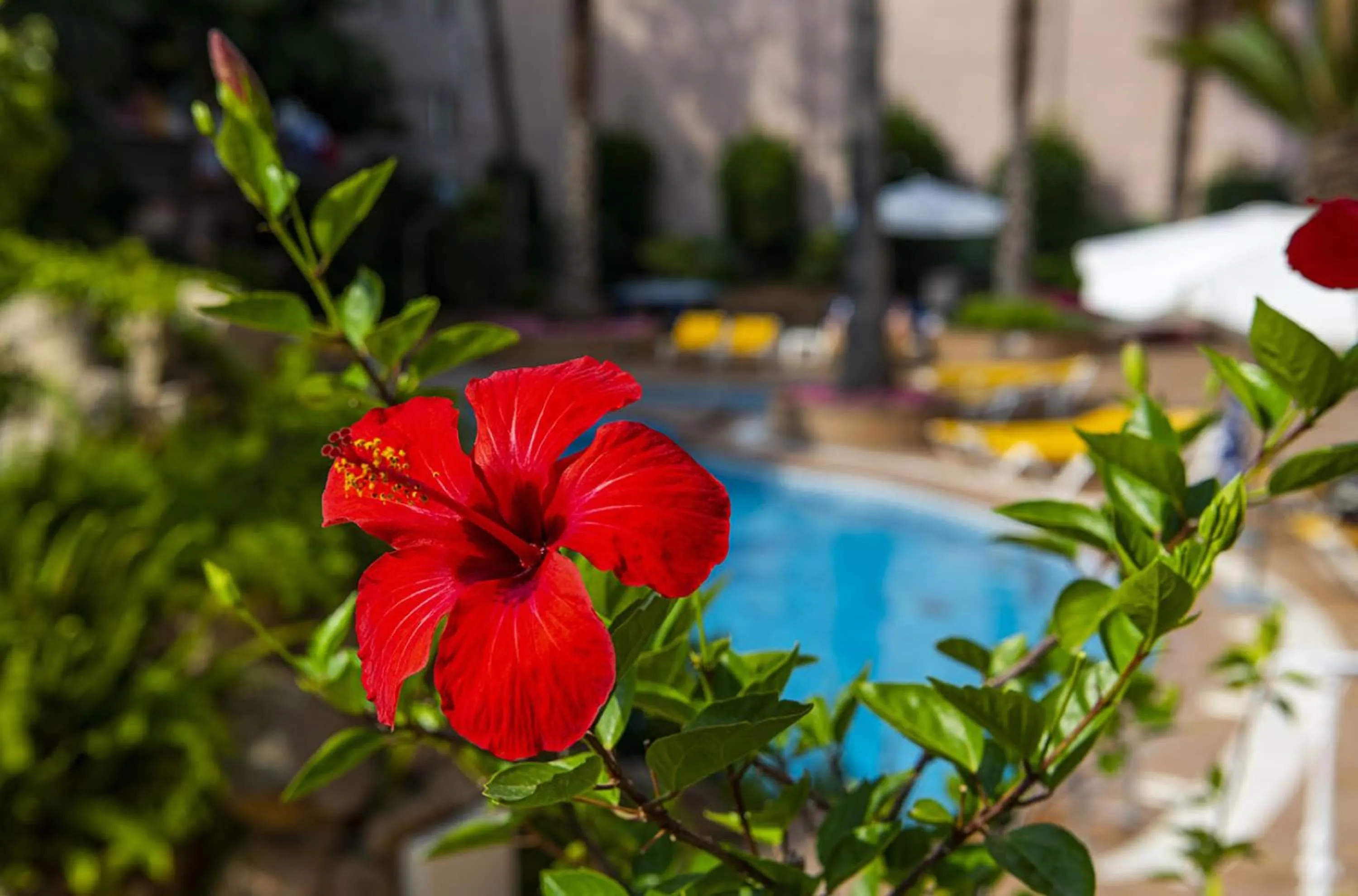 Off site in Hotel Guitart Rosa - Adults Only