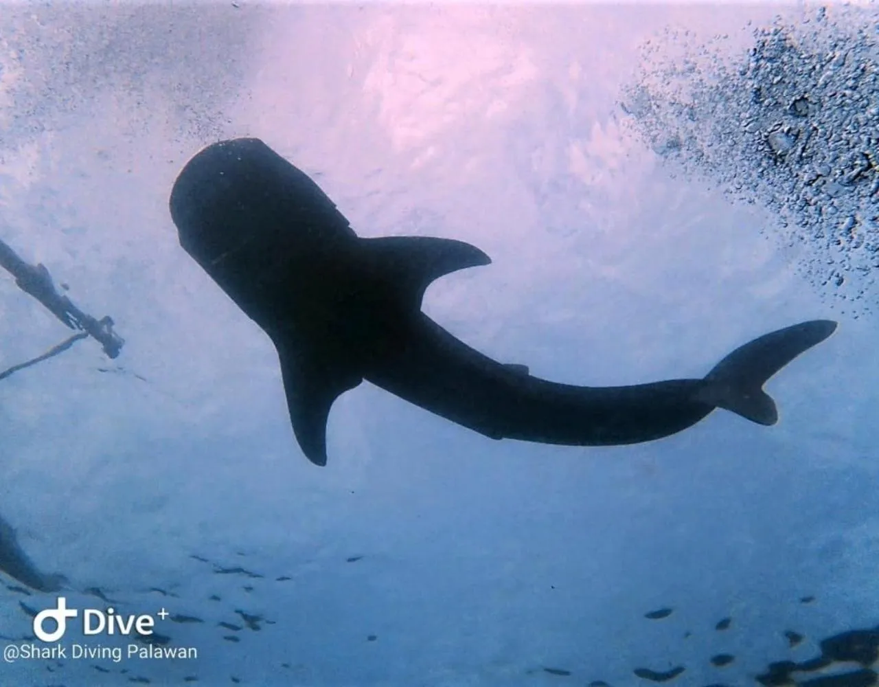 Diving in Carpe Diem Villas & Resort Dive & Stay resort