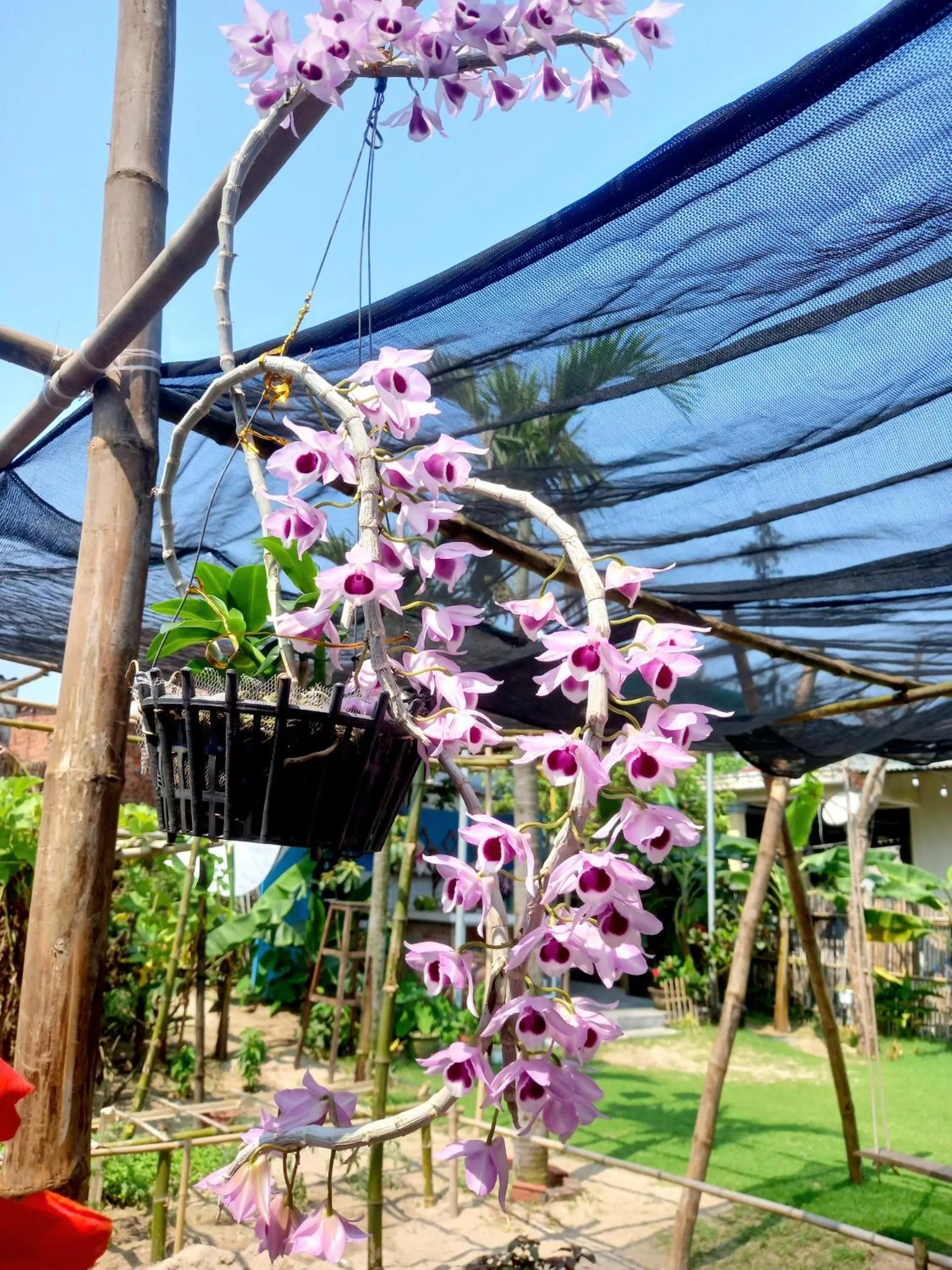 Spring in Ngoc An Bang Villa