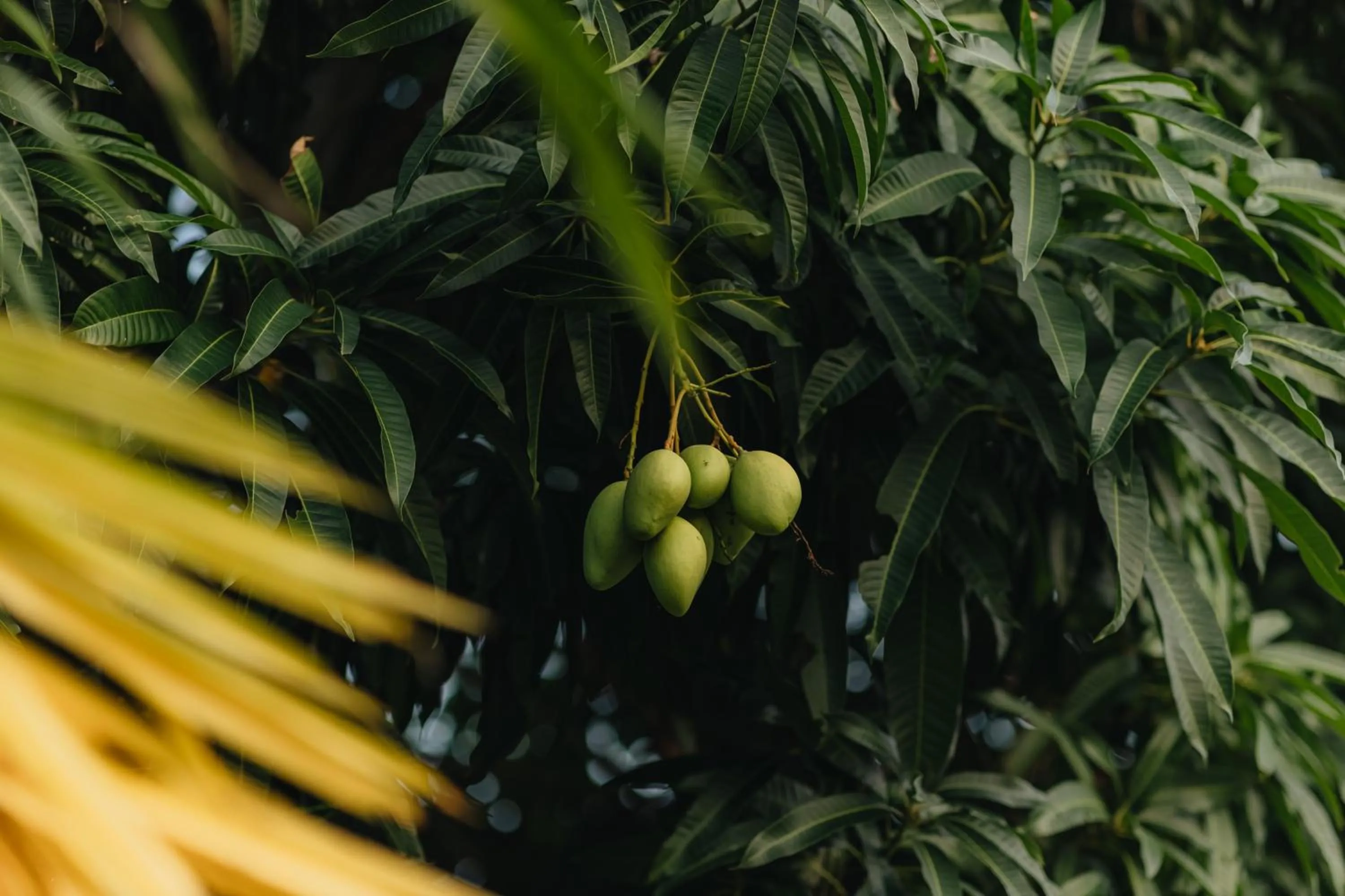 Garden in Ngoc An Bang Villa