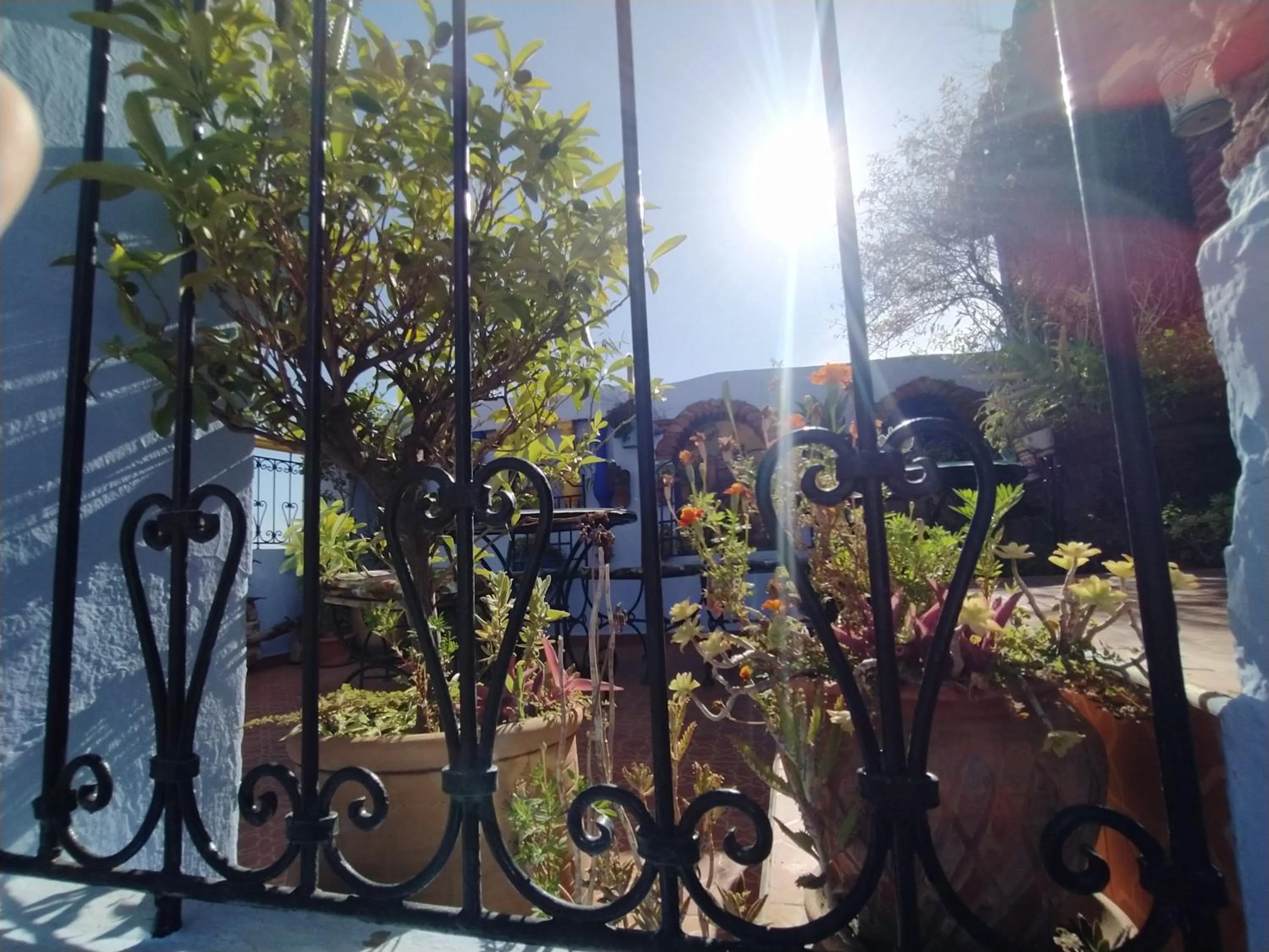 Garden in Hotel Gernika