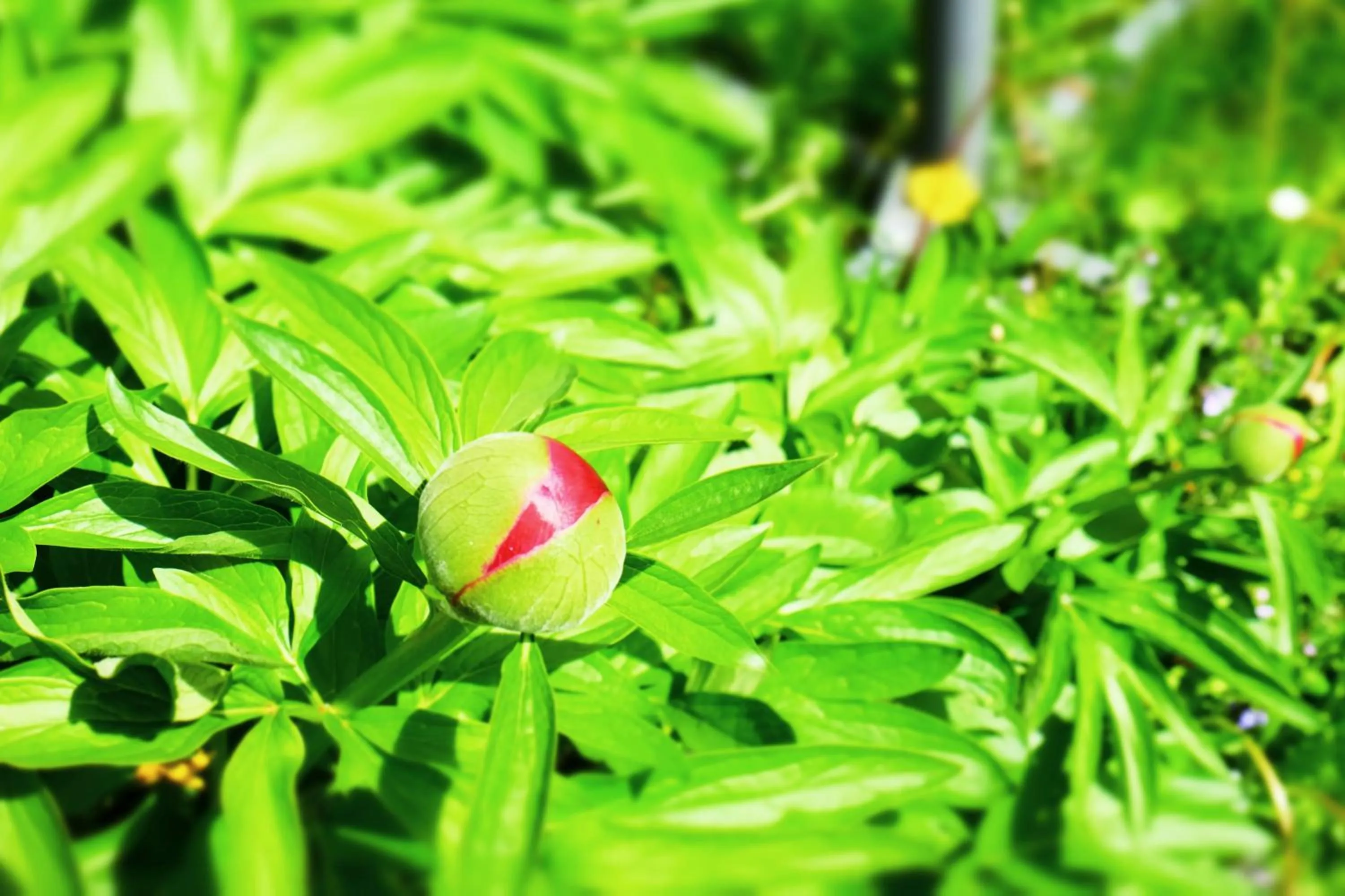 Garden in Hotel Maurerhansl