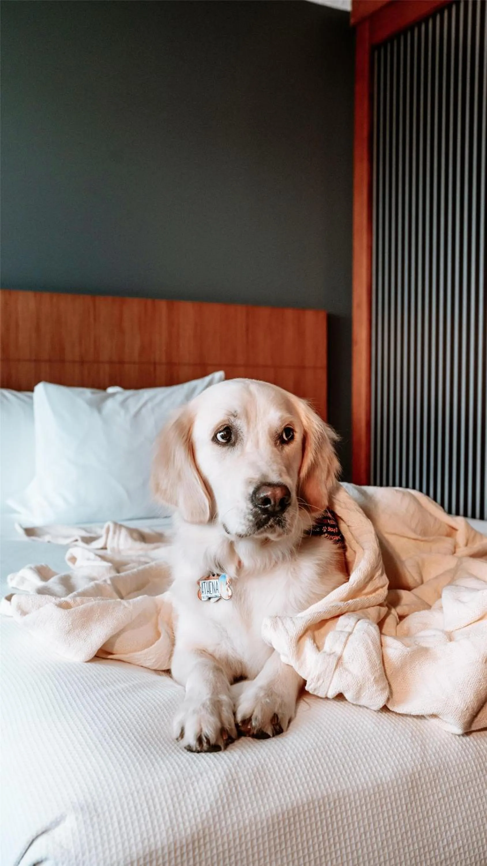 Bedroom in Hyatt Place Manati