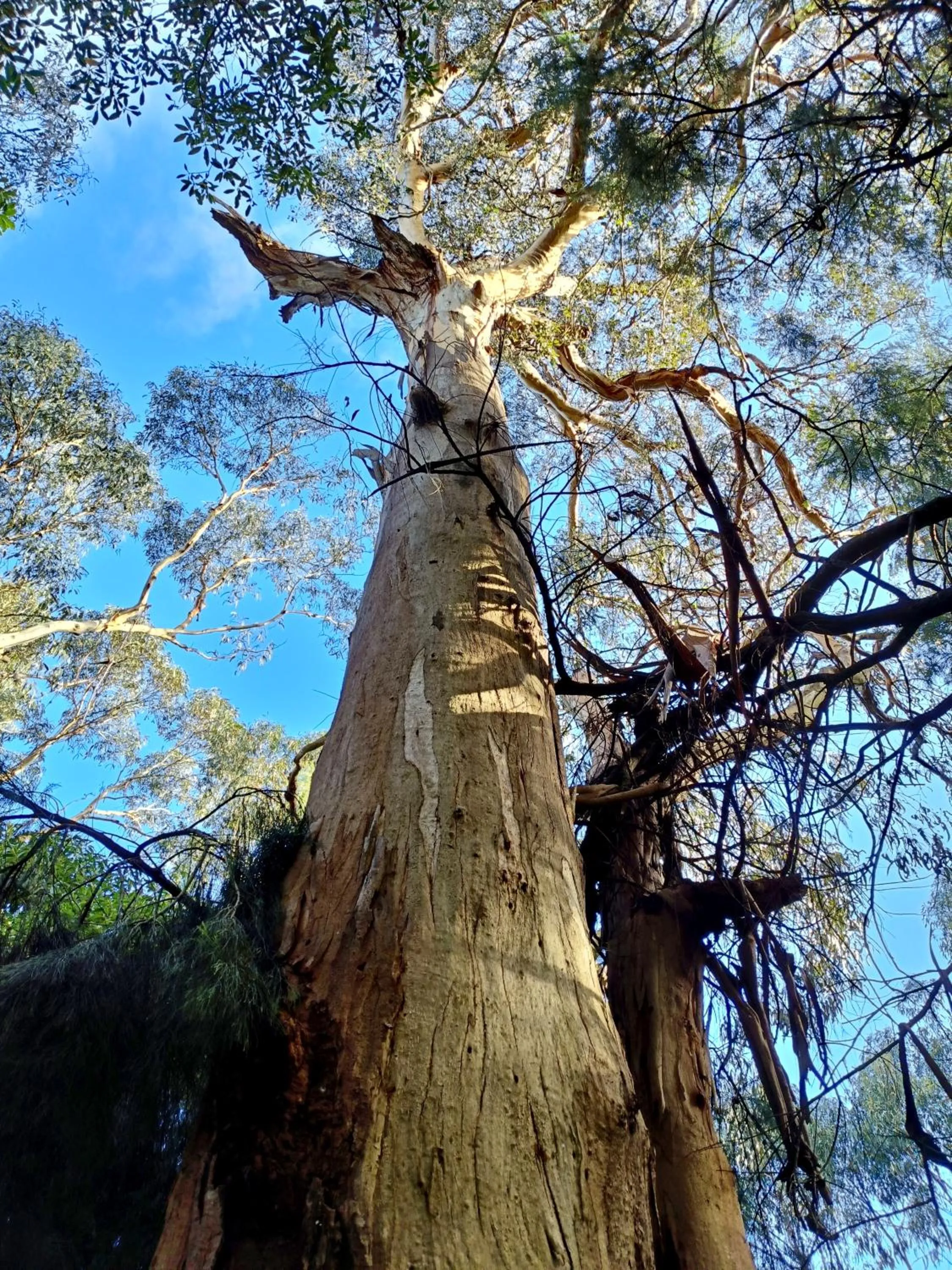 Garden view in Kalimna Woods Cottages
