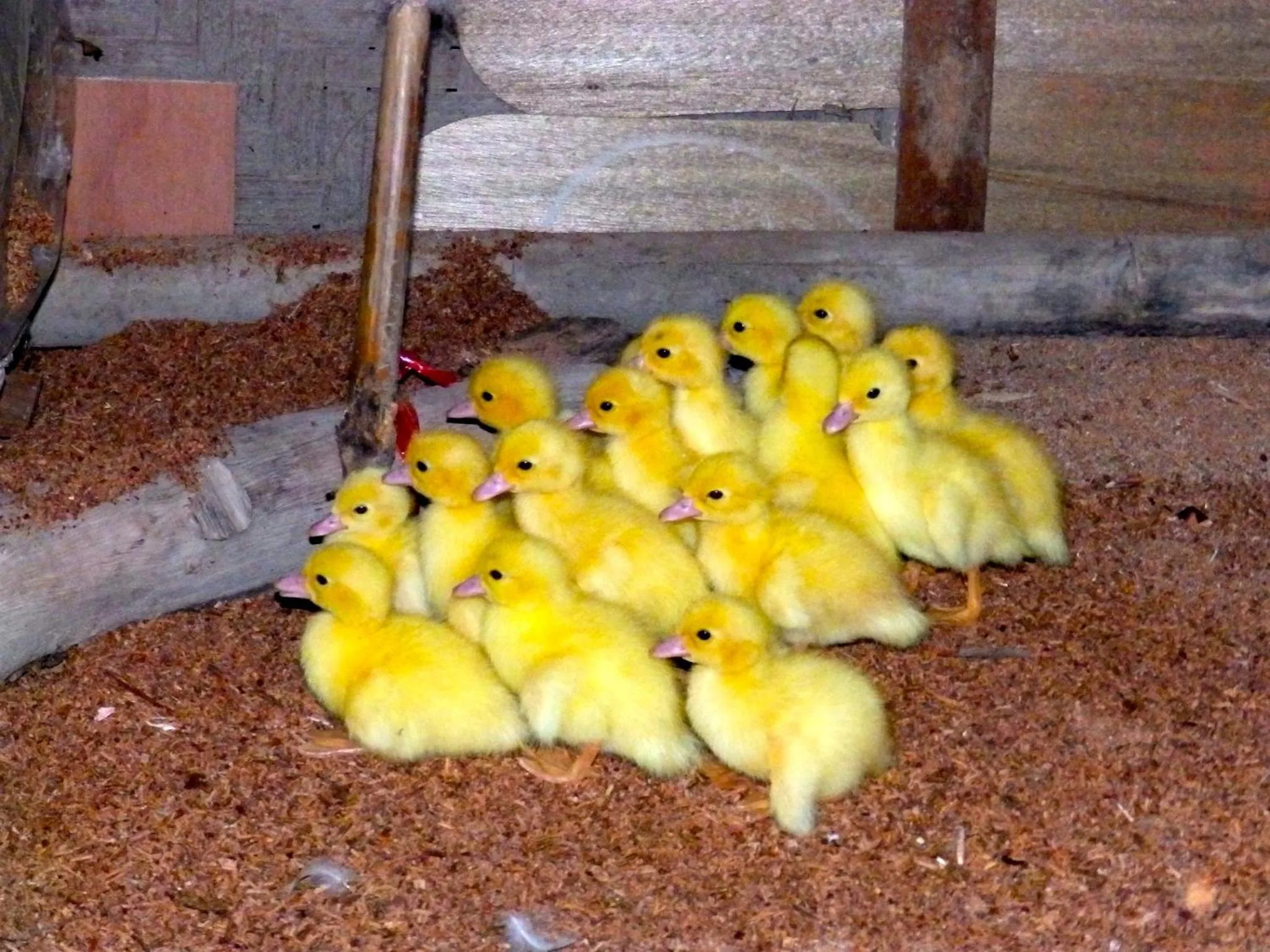 Animals in Rice Barn And Rooms