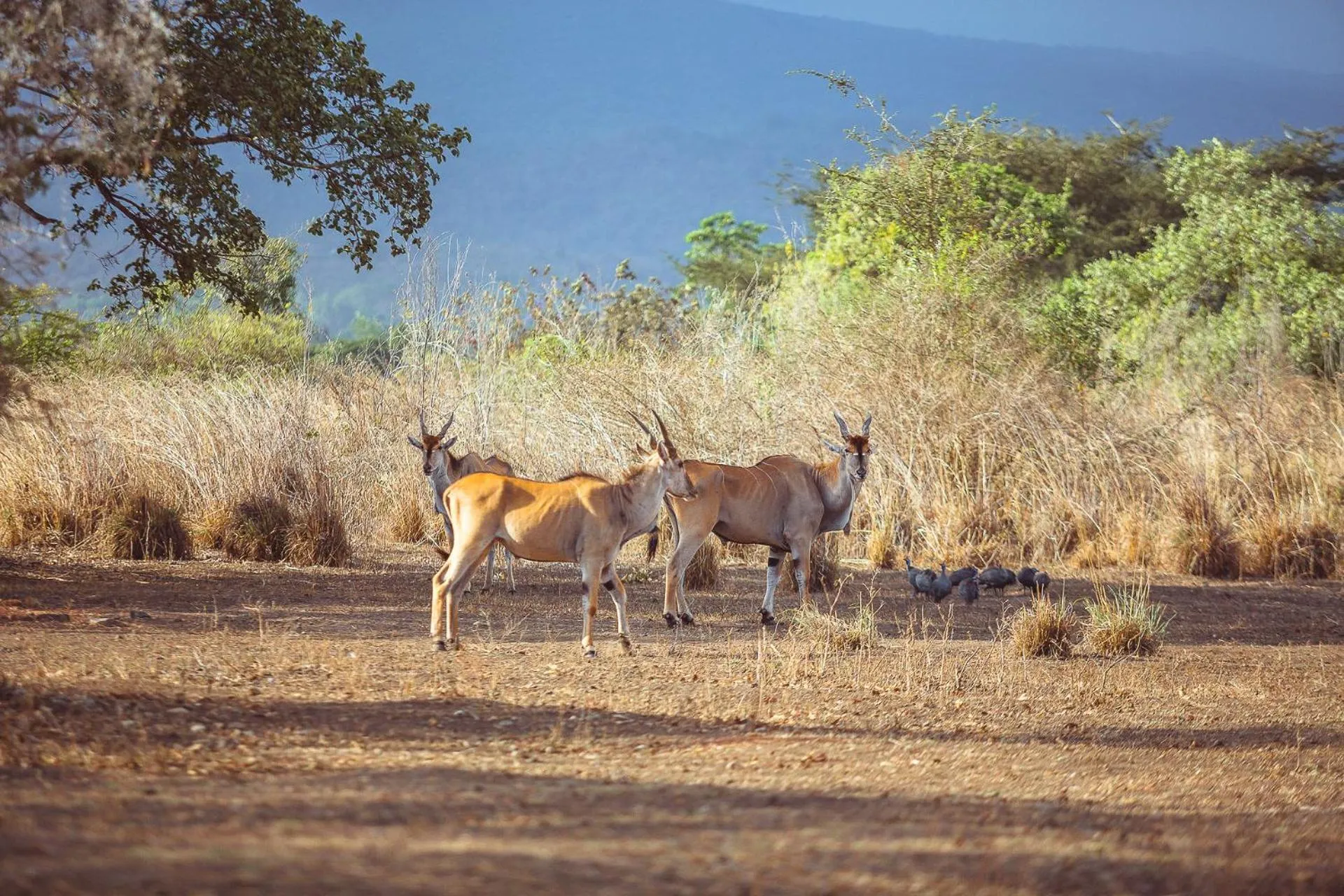 Animals in Kili Seasons Hotel