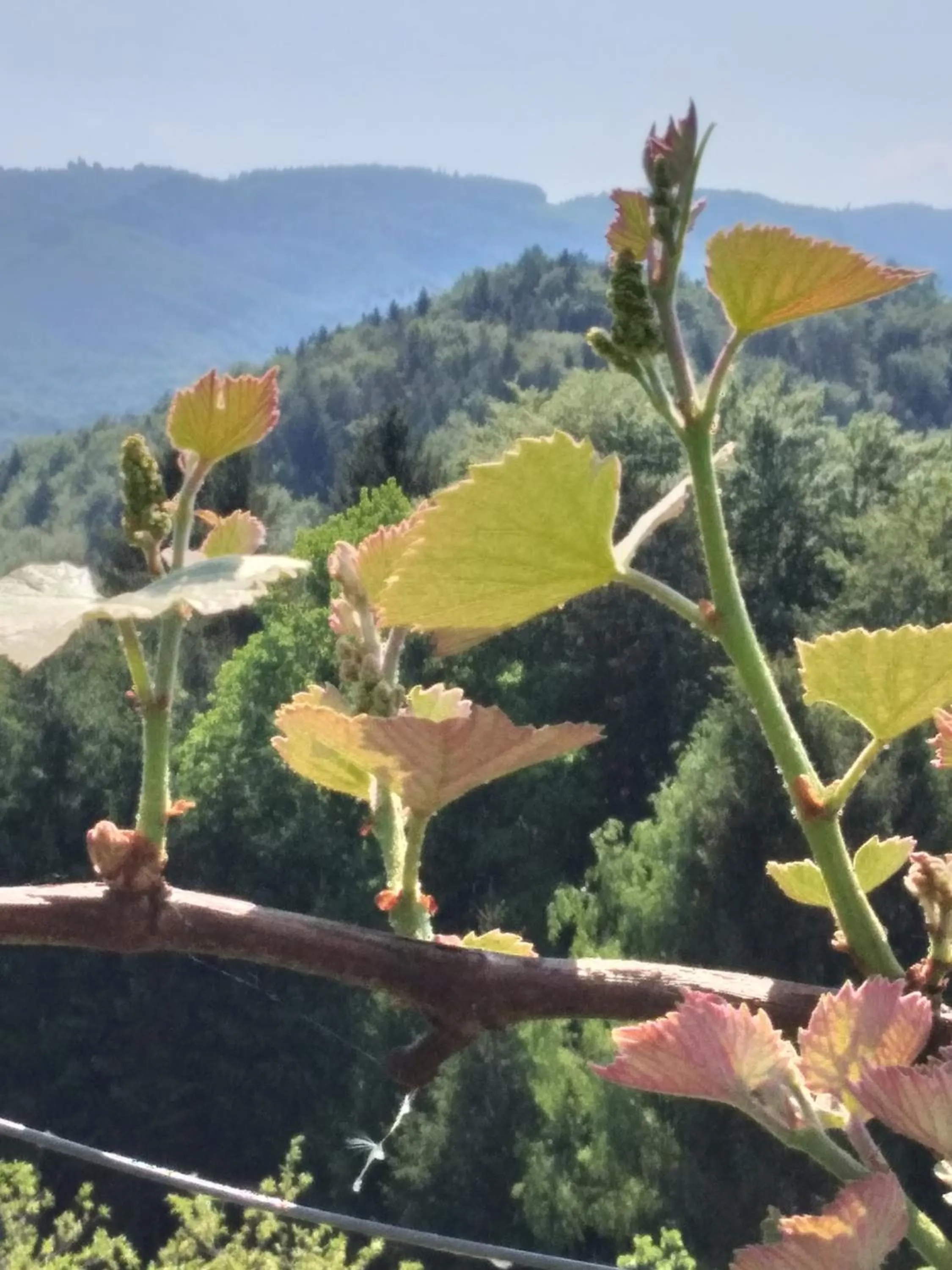 Appartement Fam.Kremser