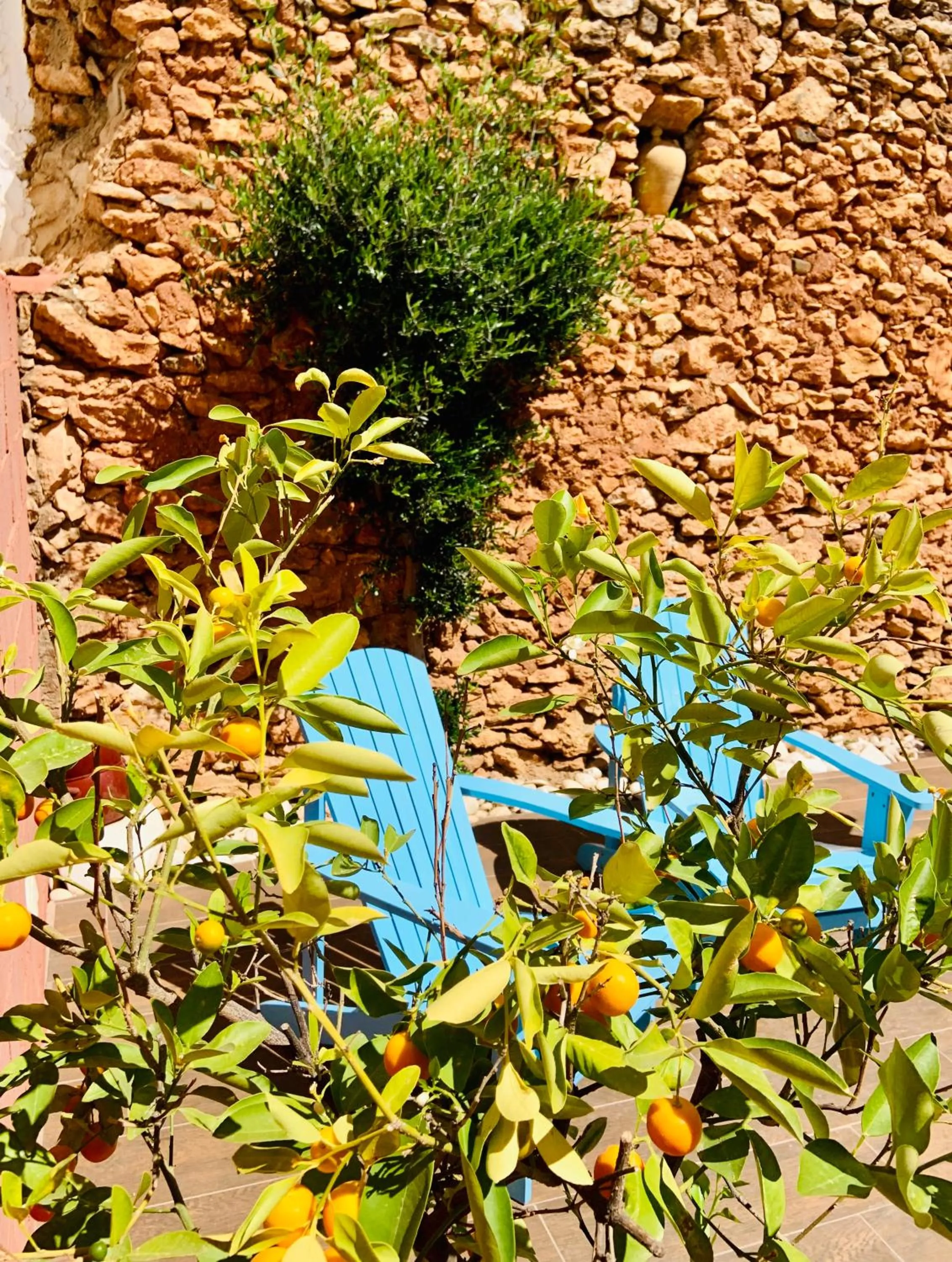 Garden in Boutique Hostal Lorca