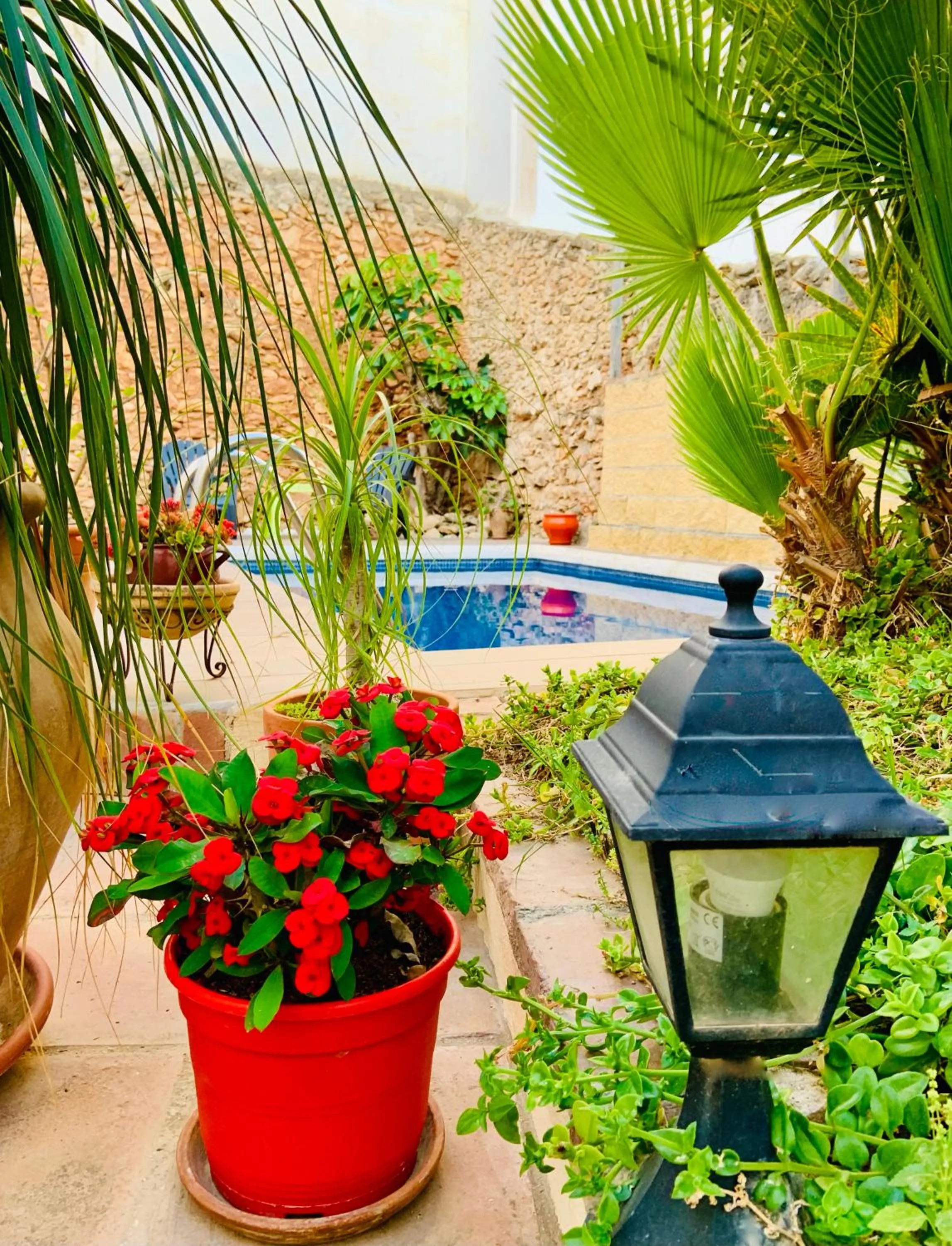 Garden in Boutique Hostal Lorca