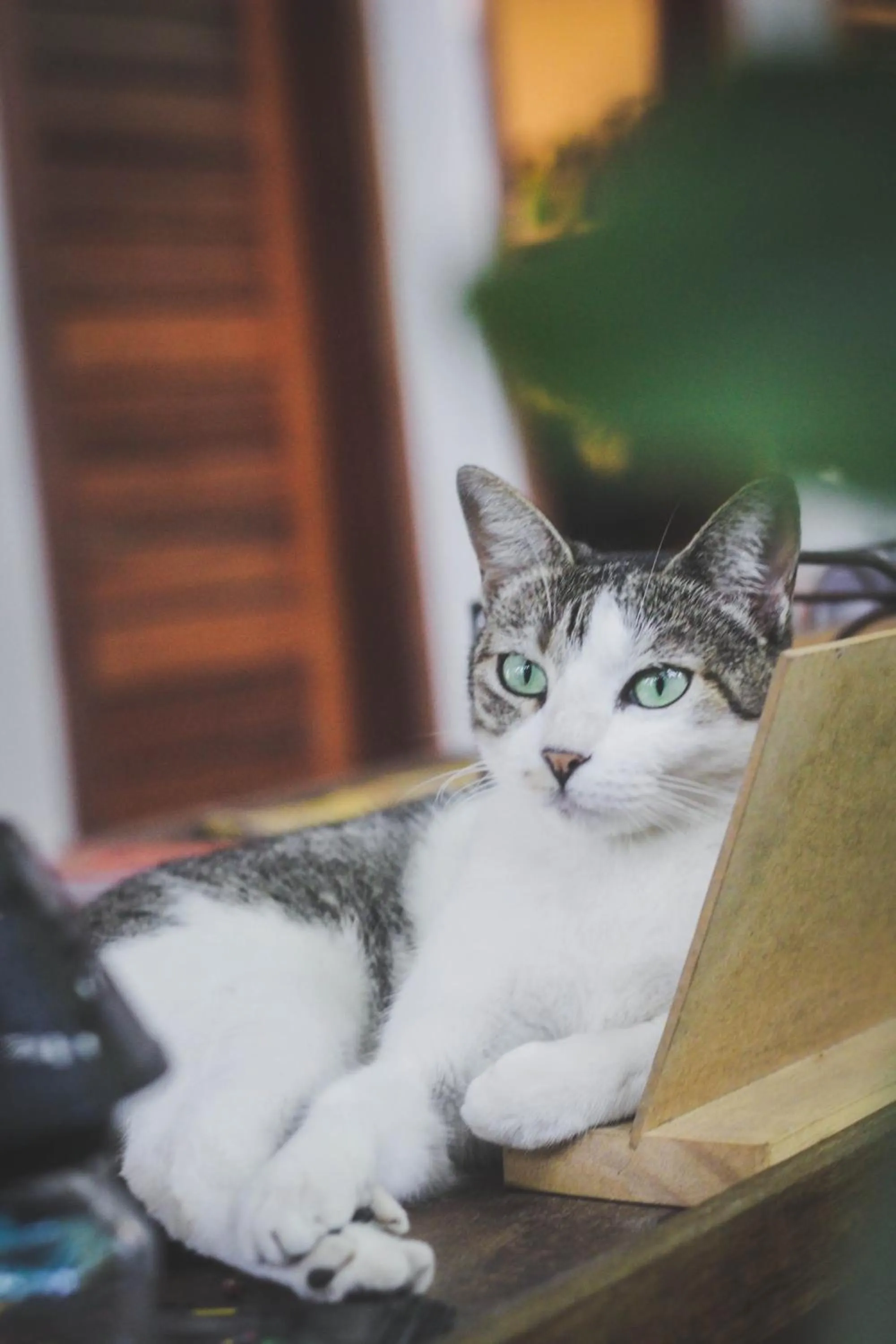 Pets in Recanto de Sophie