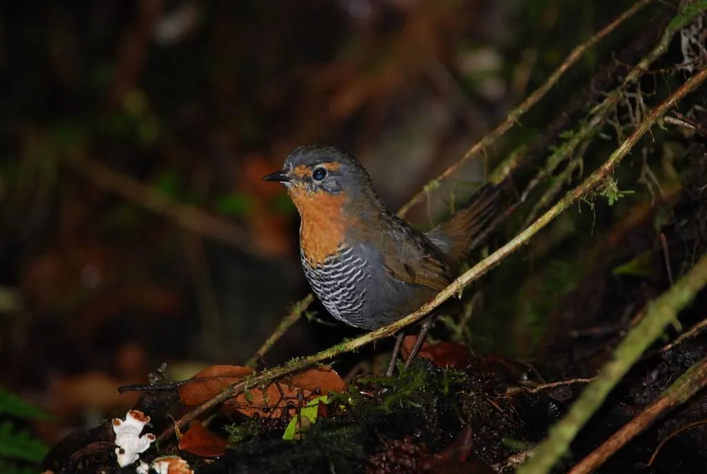 Other in Hosteria Rayen