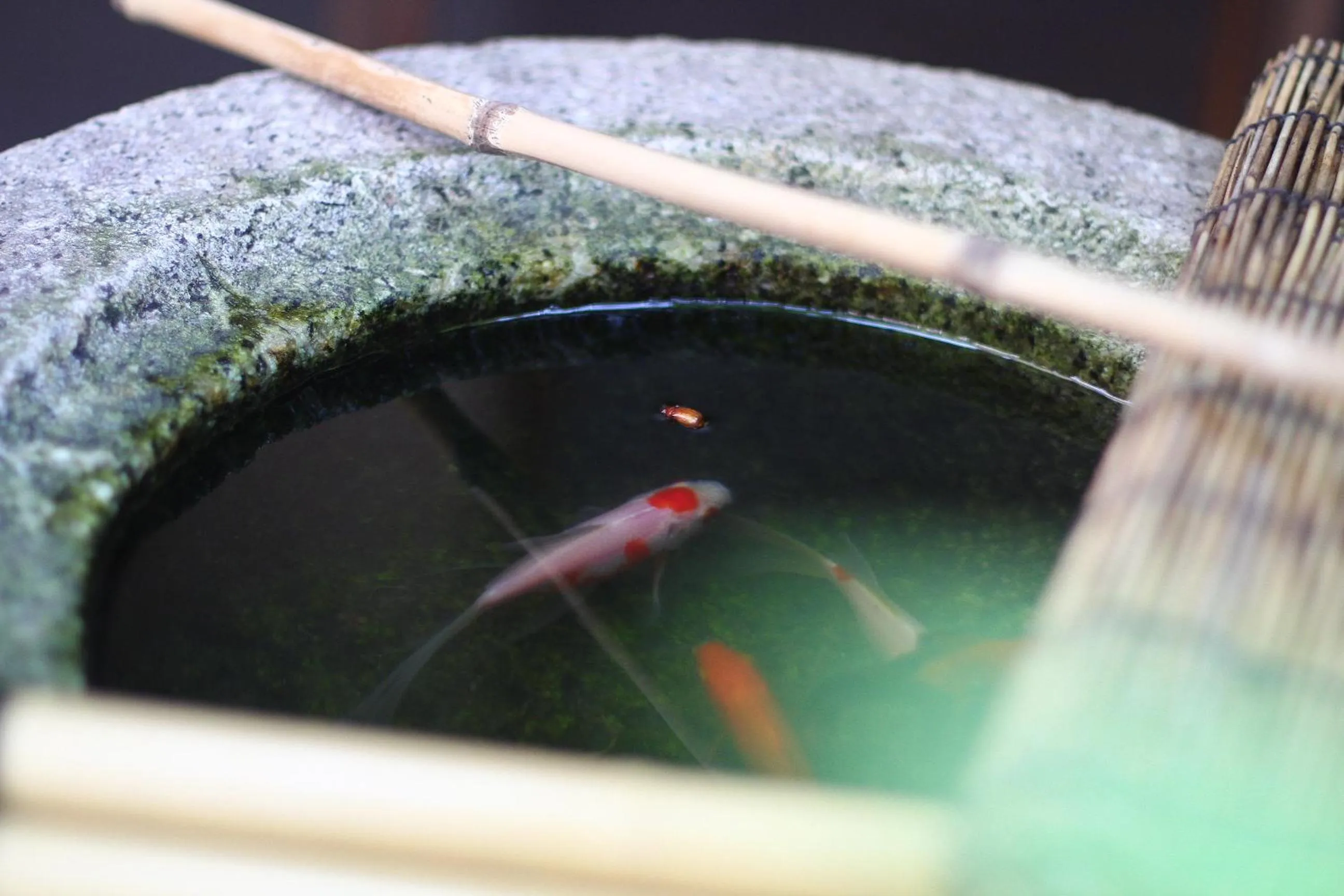 Animals in Guesthouse KYOTO COMPASS