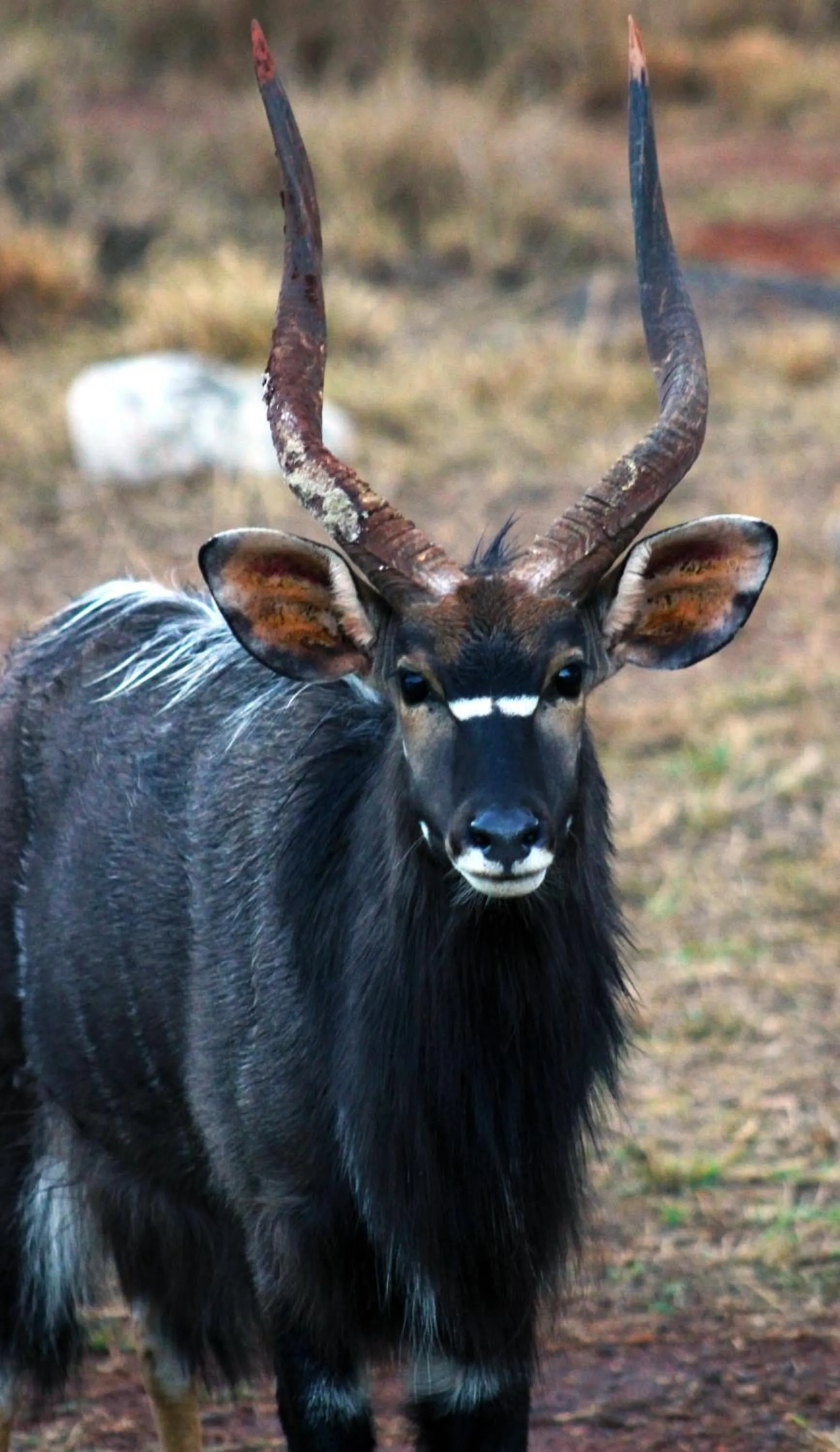 Animals in Lapeng Guest Lodge