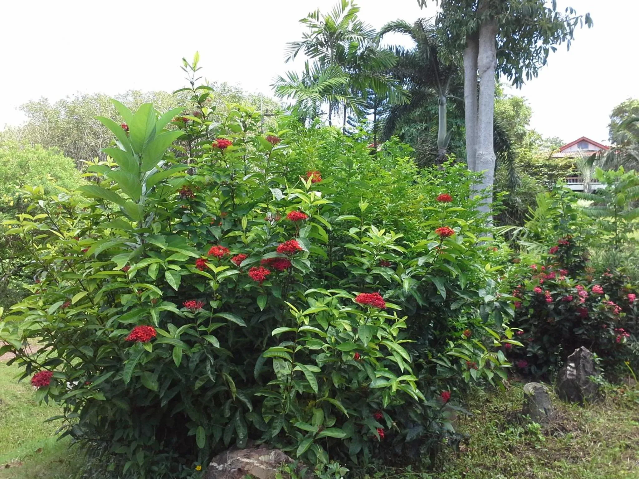 Garden in Freedom Estate sea view Apartments