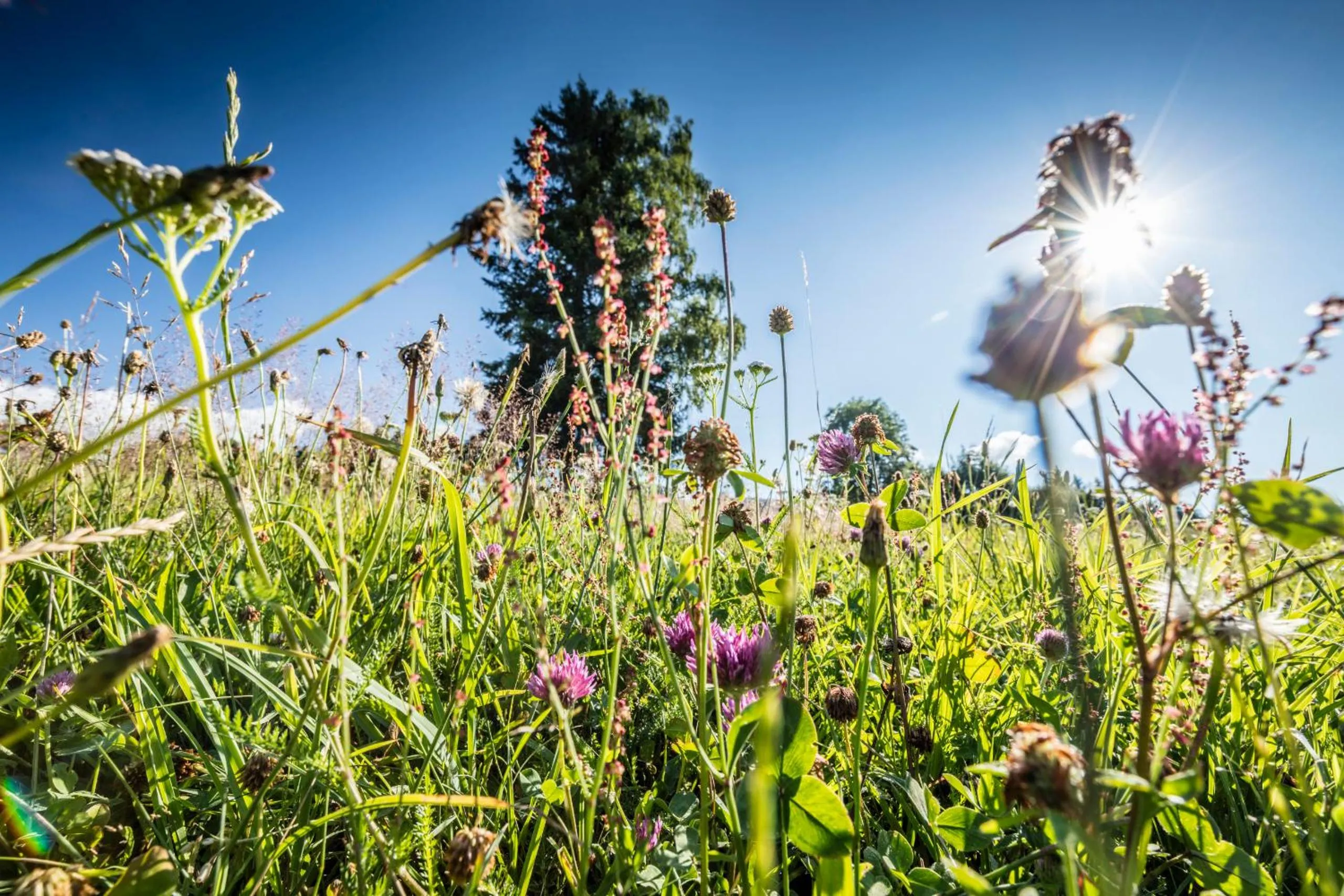 Forsters Schwarzwald Hof - Resort-Hotel&Pension