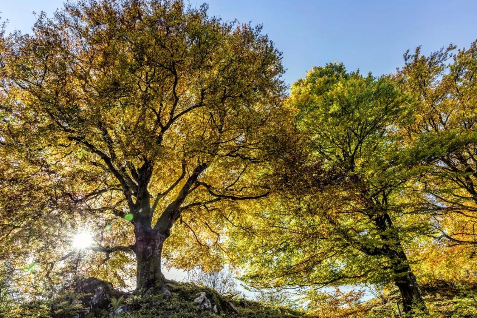 Forsters Schwarzwald Hof - Resort-Hotel&Pension