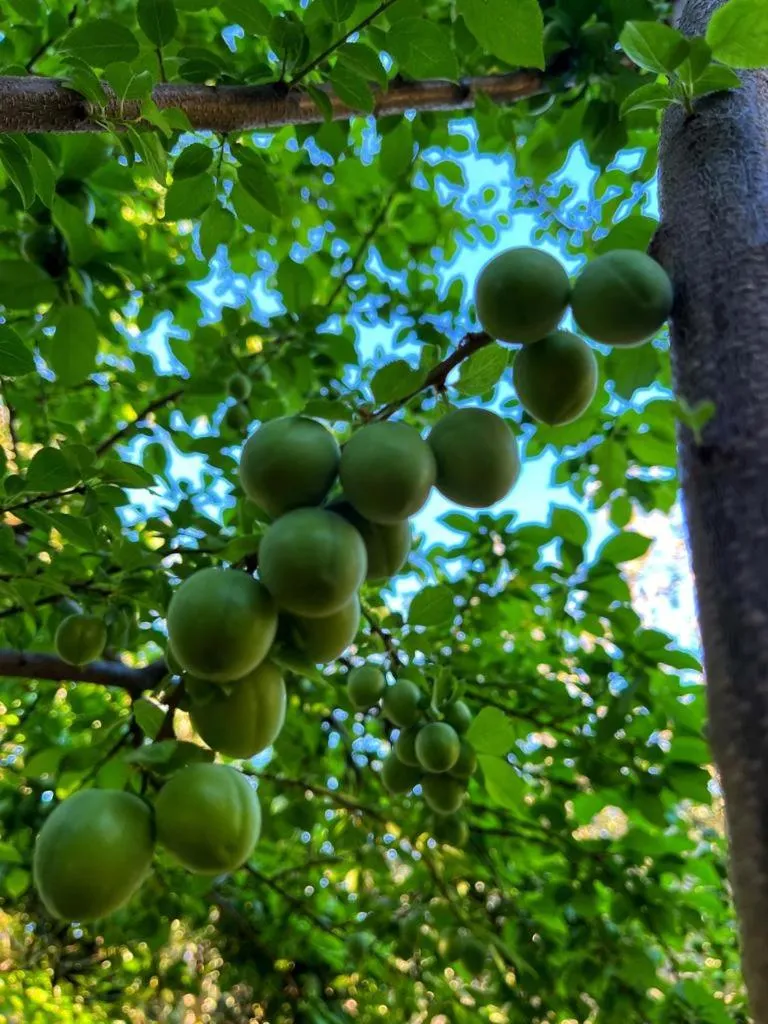 View (from property/room) in Zeytindağı bungalow