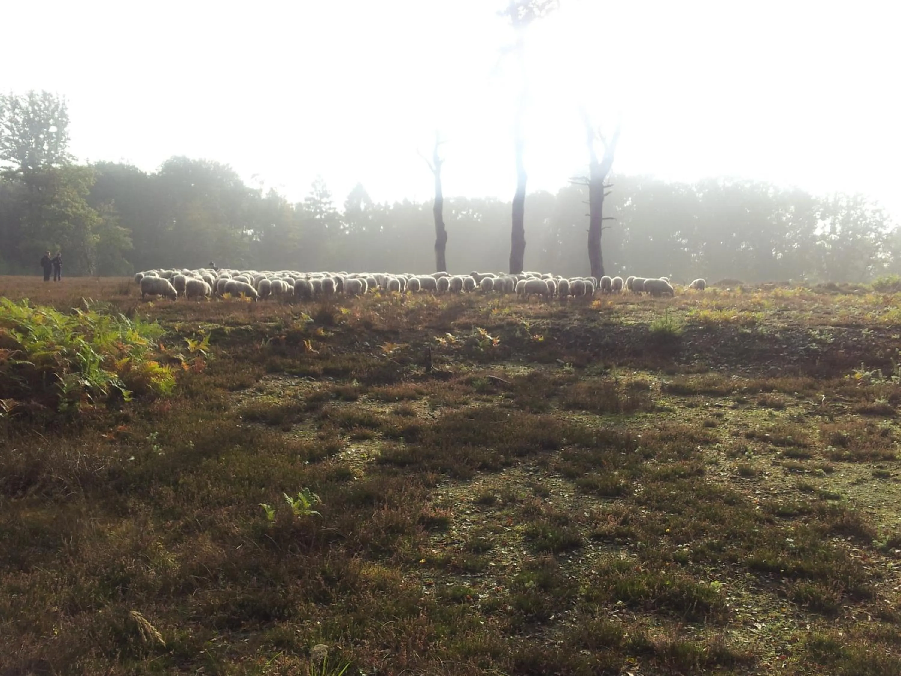 Facade/entrance in Hotel,Herberg & Appartementen de Smidse
