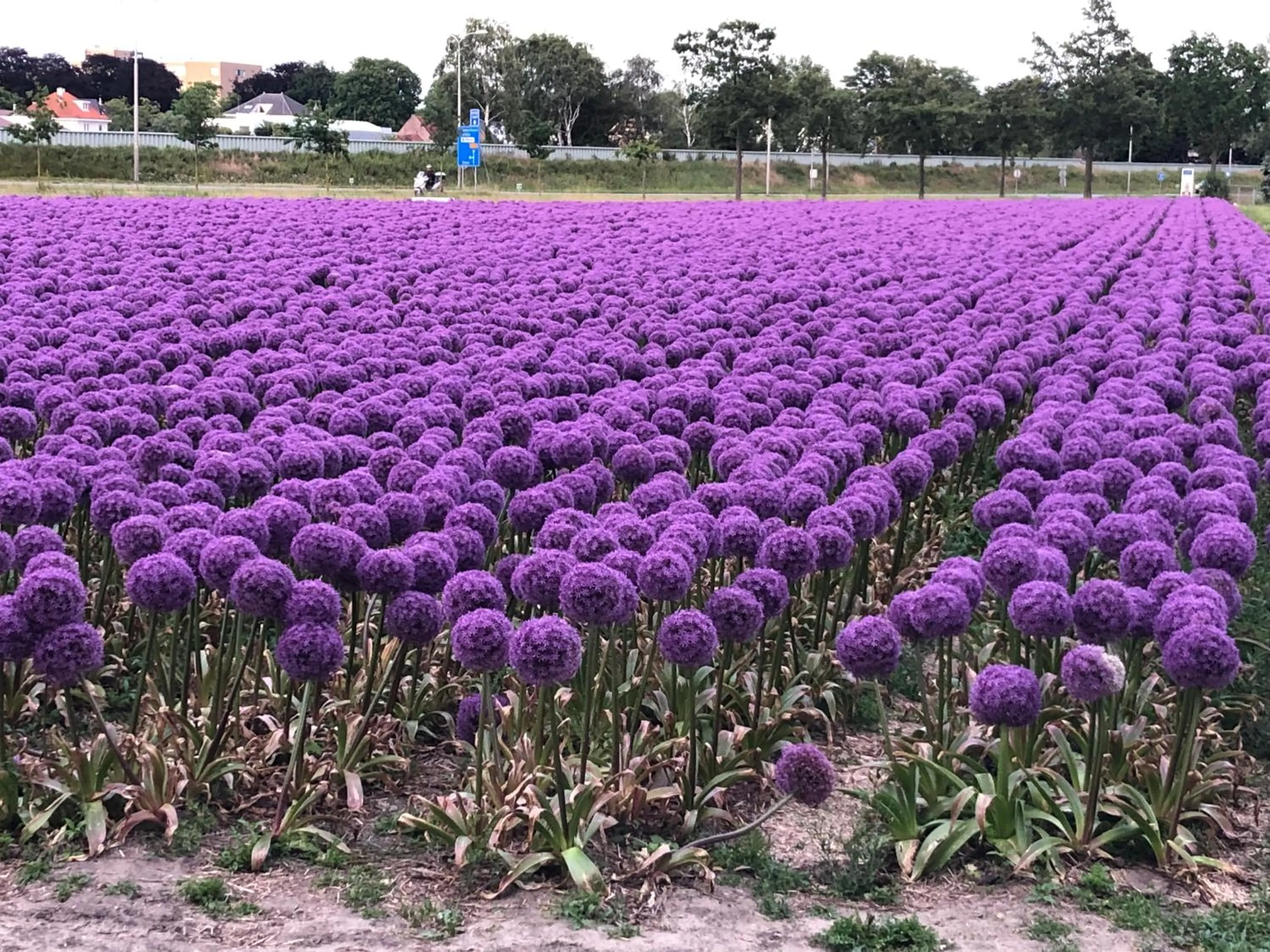 Natural landscape in Bed & Breakfast De Vier Seizoenen