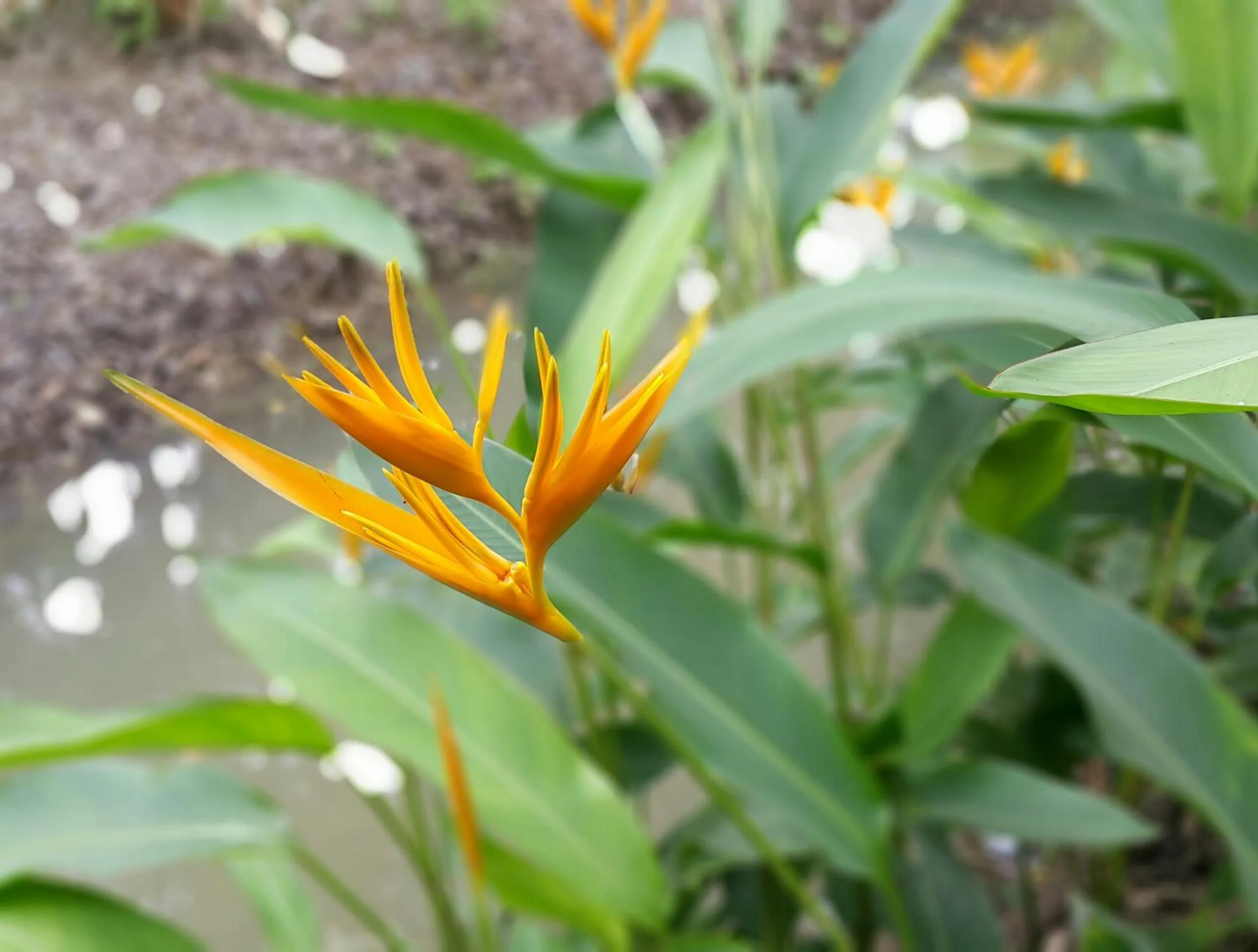 Warakorn Baansuan Amphawa