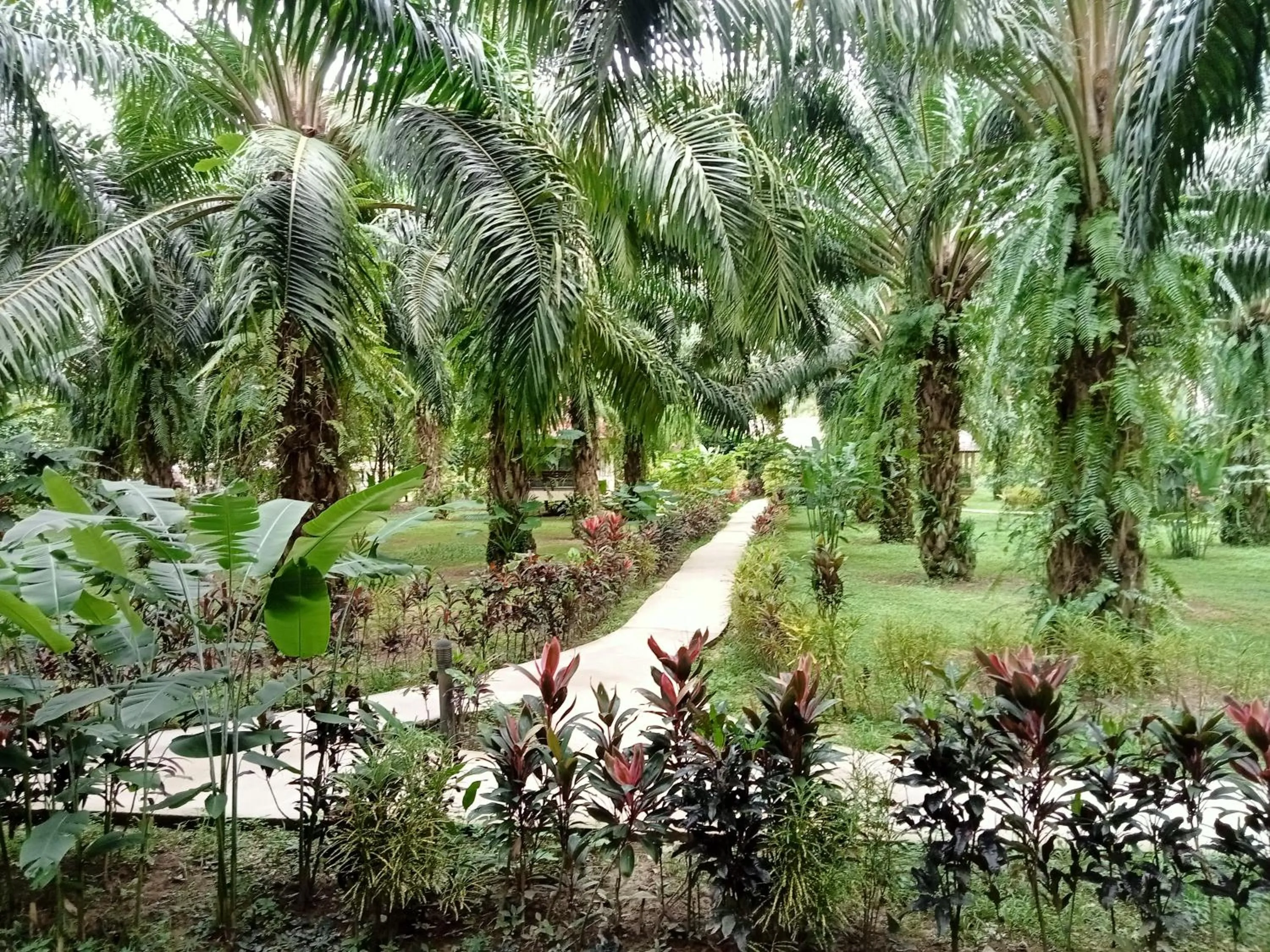 Khao Sok Palm Garden Resort
