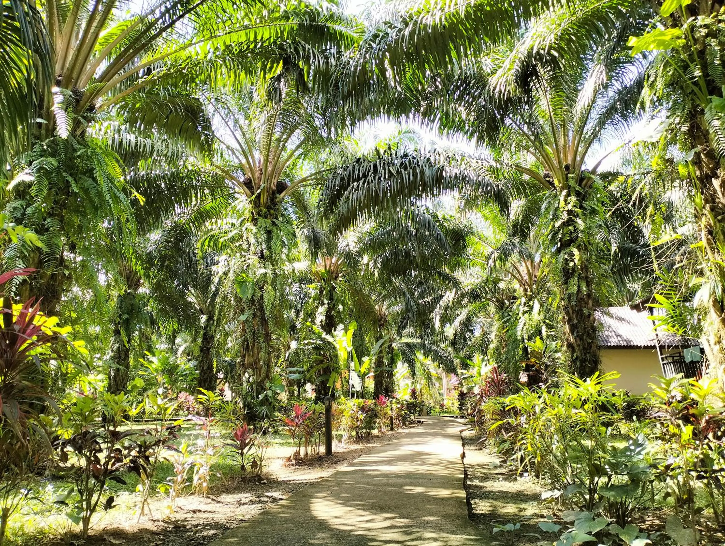 Khao Sok Palm Garden Resort